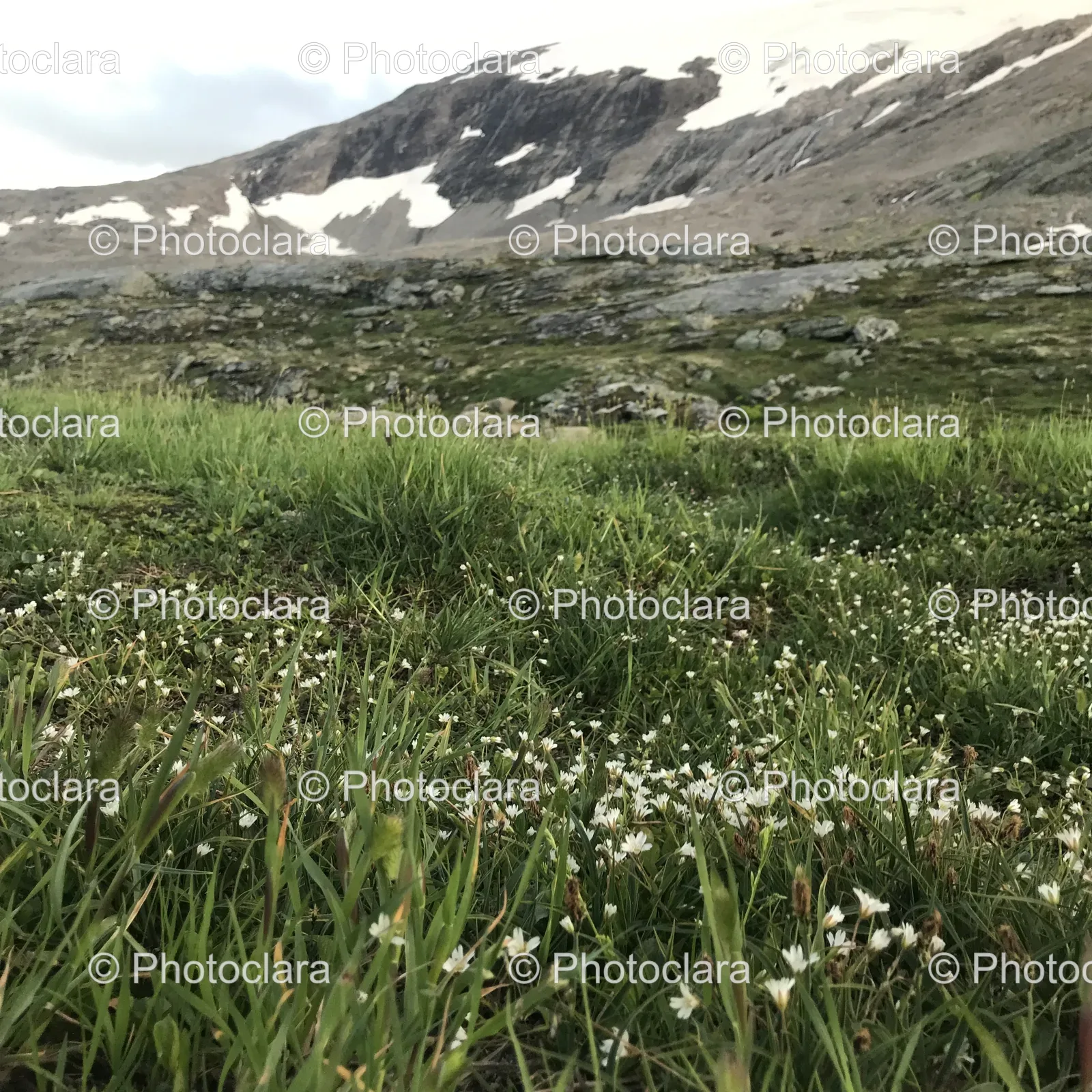 Serene-Field-with-Snow-covered-Mountains.jpg