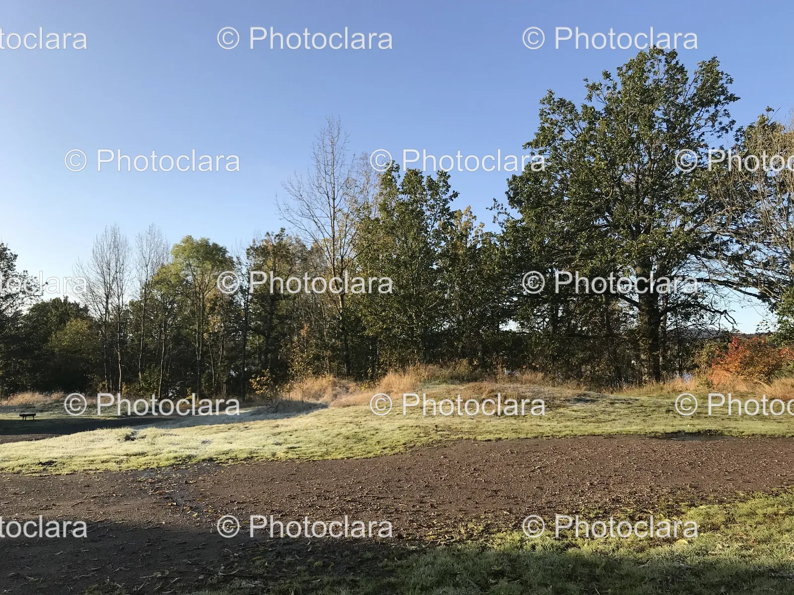 Serene-Field-with-Trees-and-Blue-Sky.jpg