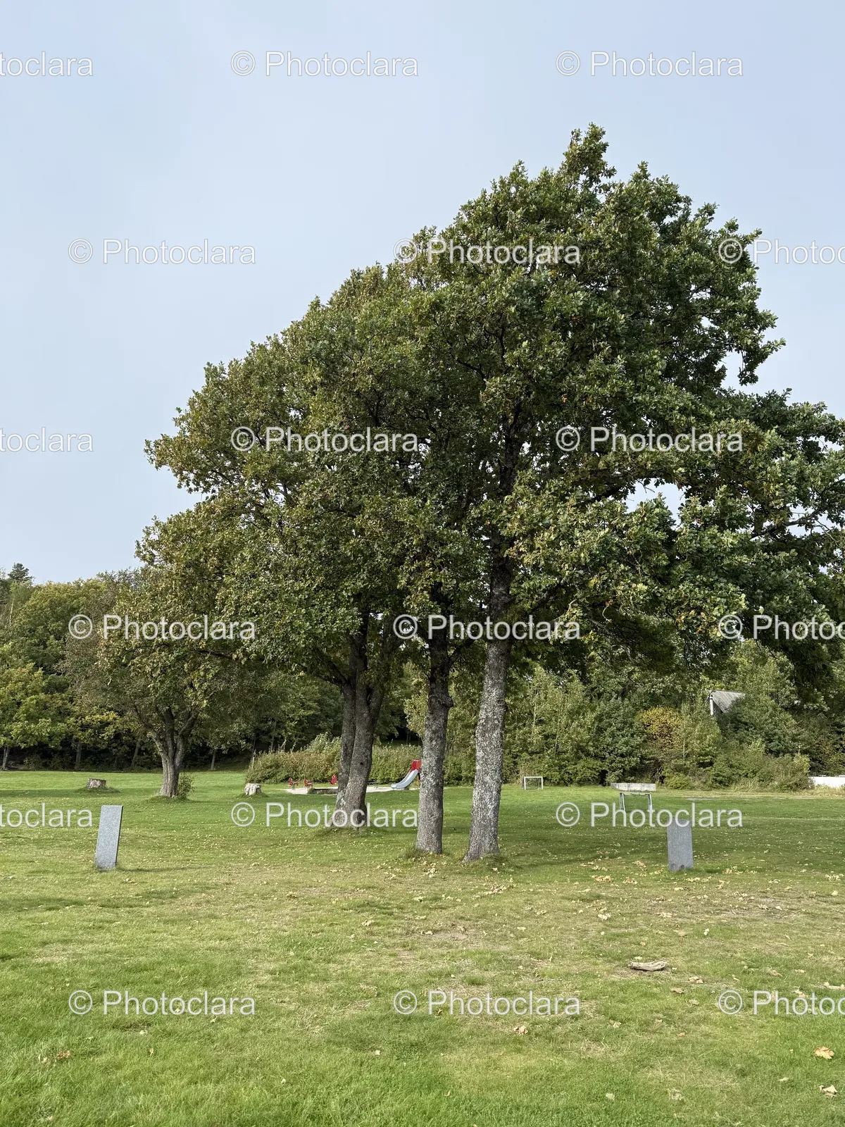 serene-tree-cluster-in-grassy-field.jpg