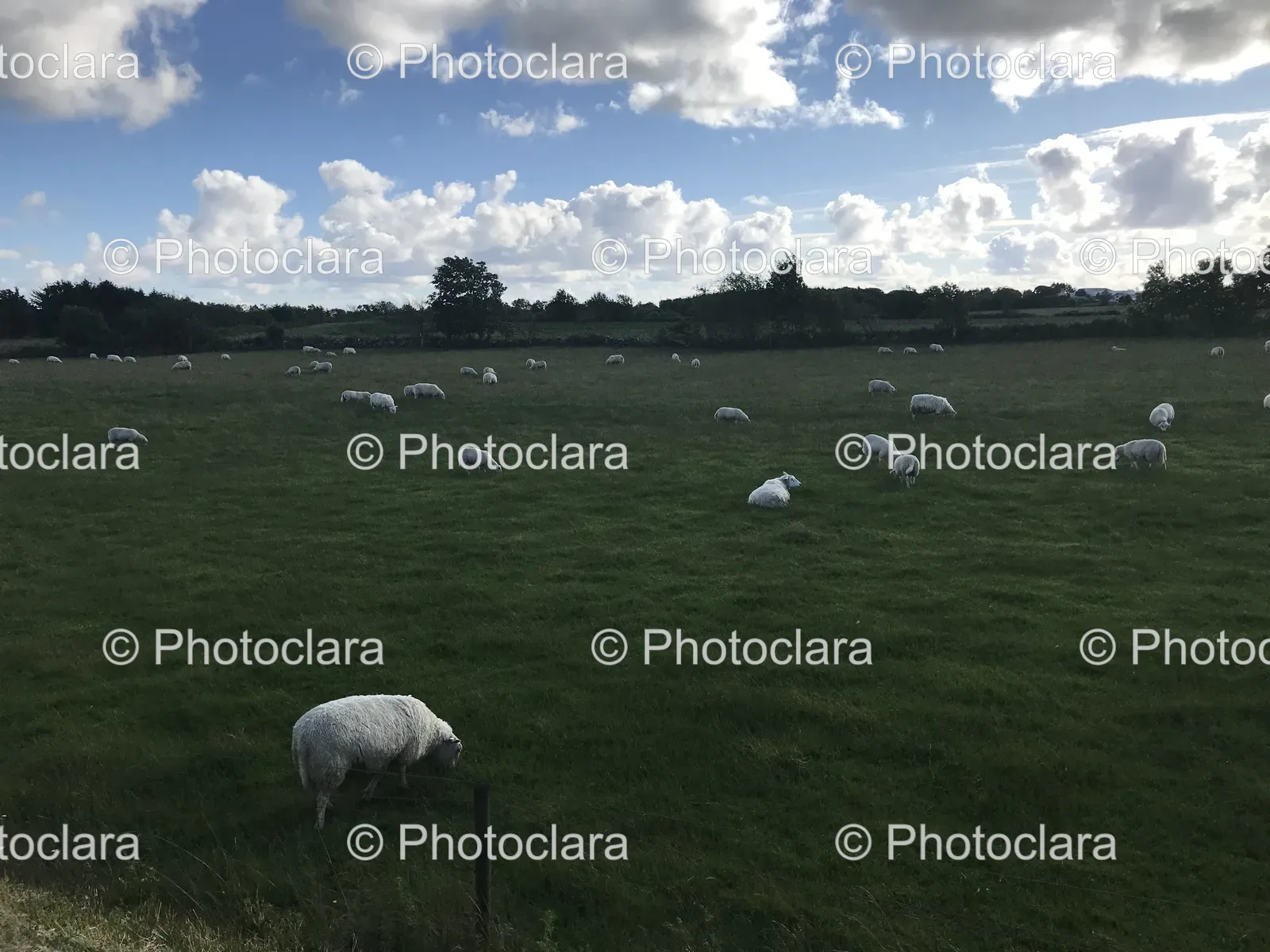 sheep-grazing-in-a-field.jpg