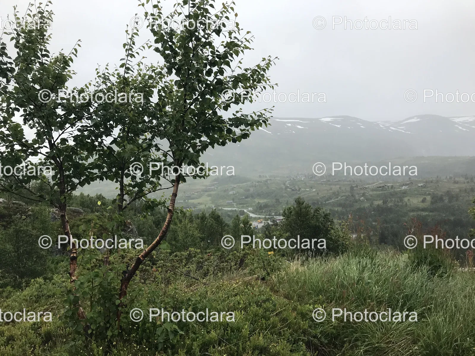 solitary-tree-meadow-mountain-backdrop.jpg