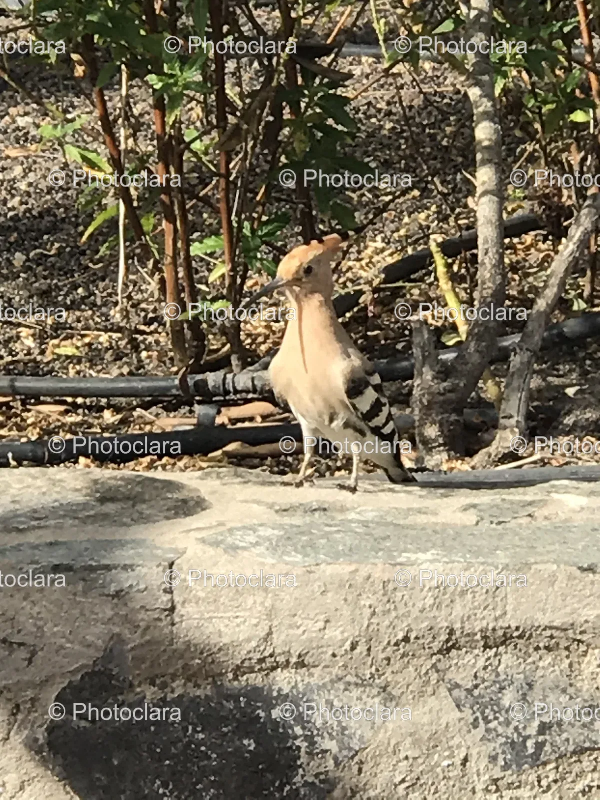 bird-standing-on-a-rock.jpg