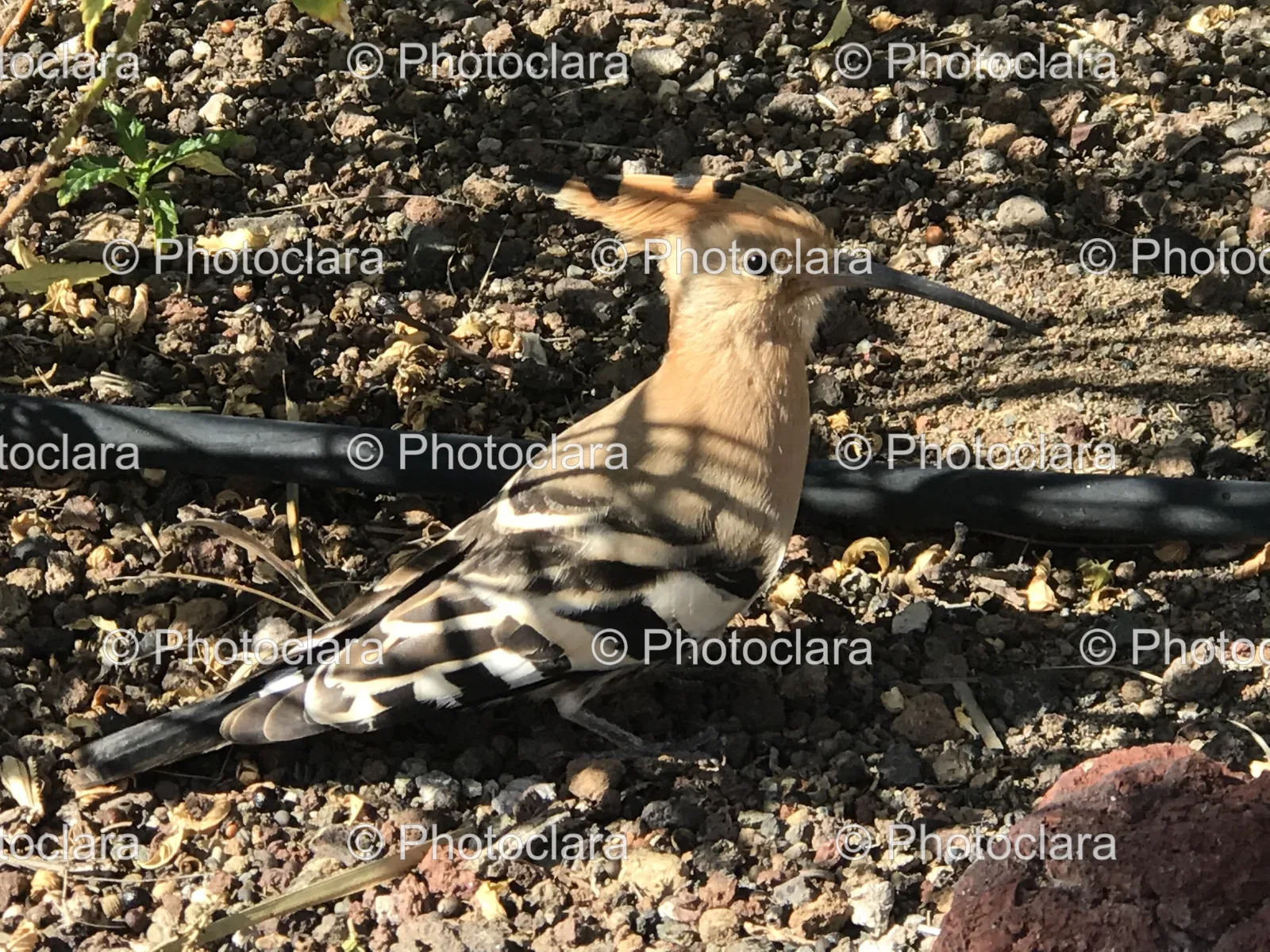elegant-hoopoe-bird-on-ground.jpg