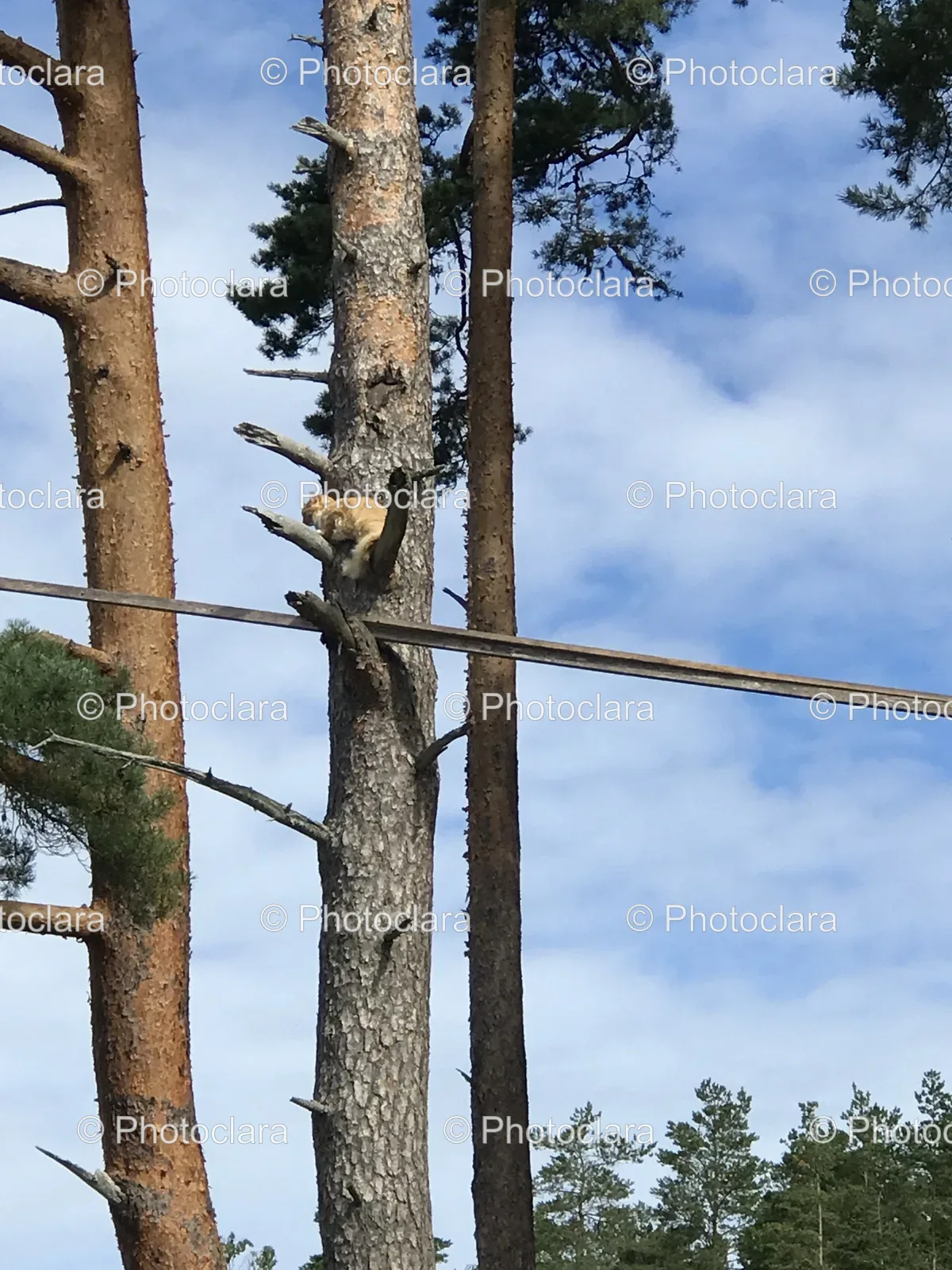 Monkey-Climbing-a-Tree.jpg