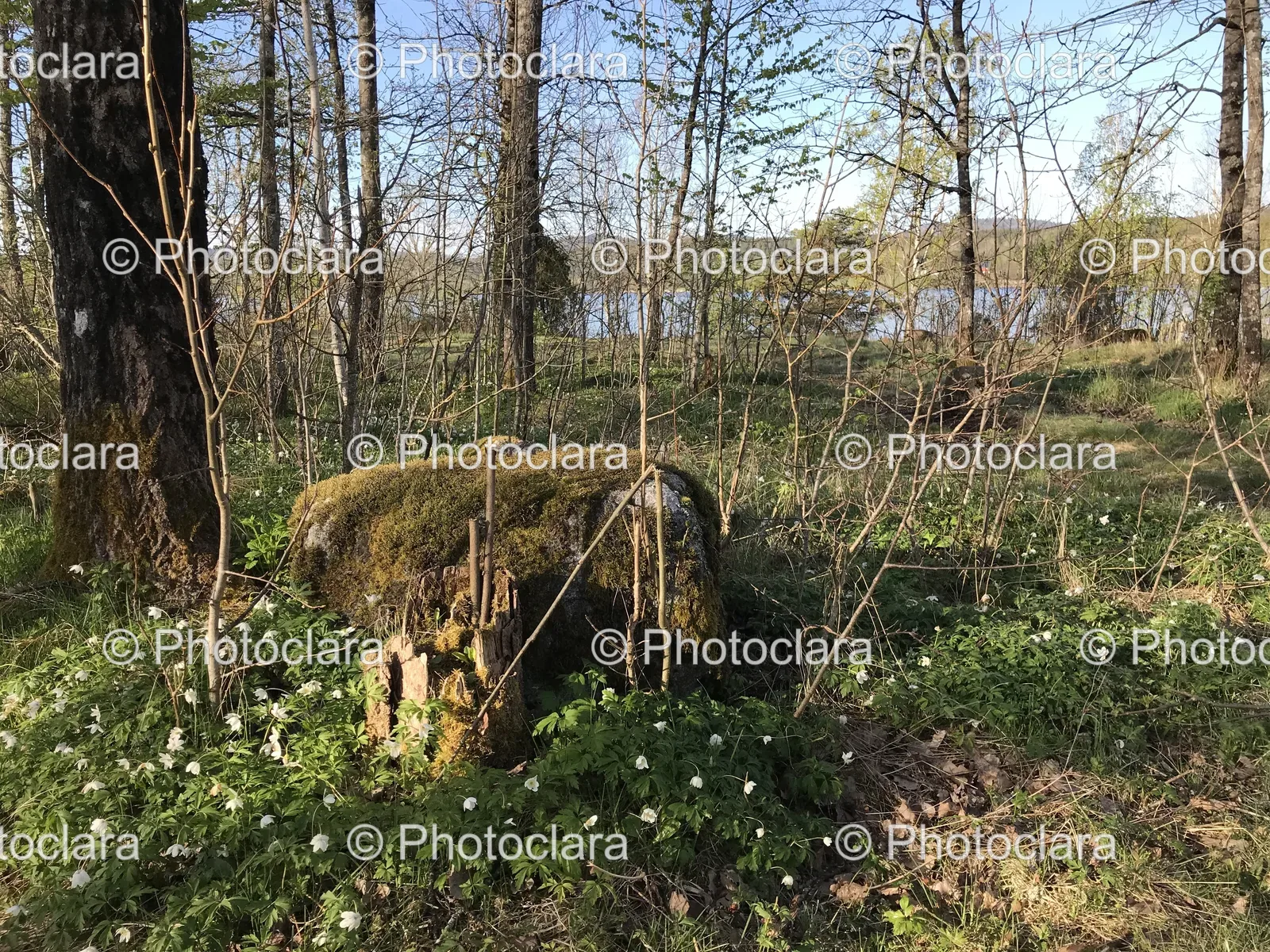 Rock-in-the-Woods.jpg