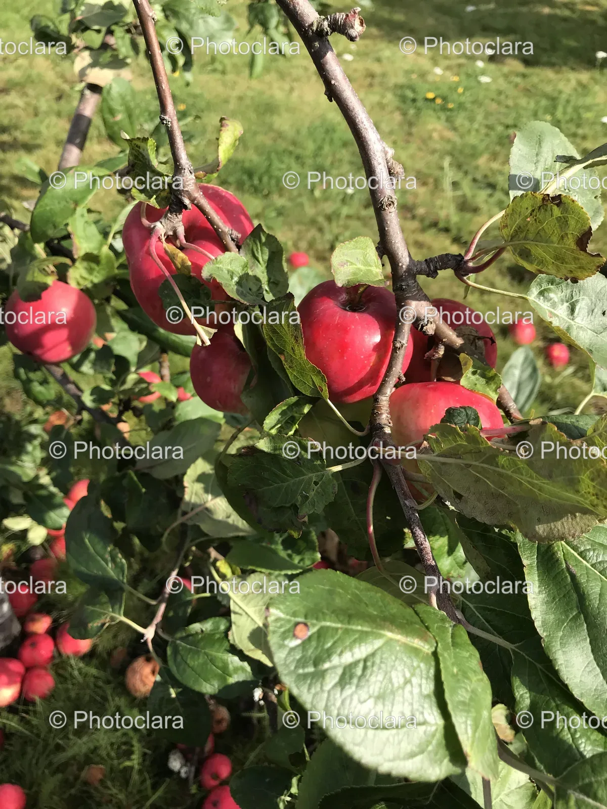 Apple-Tree-in-a-Lush-Meadow.jpg