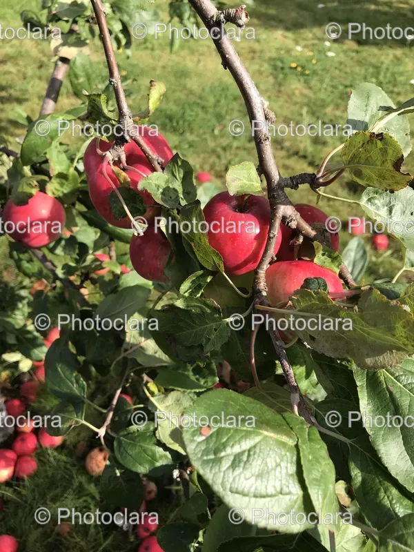 Fruit Trees