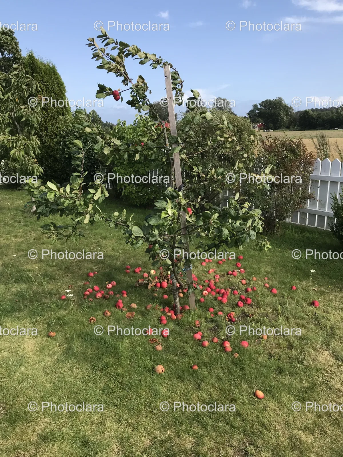 Apple-Tree-in-Bloom.jpg