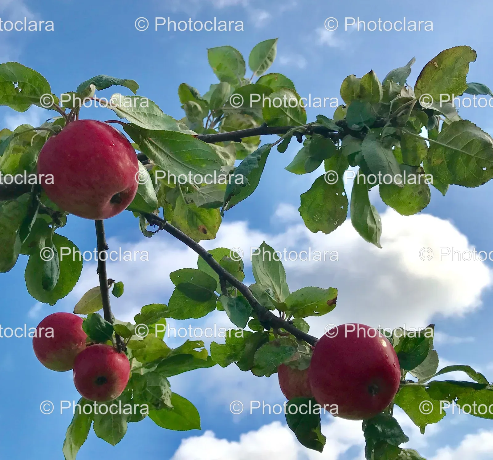 branch-with-red-apples-and-leaves-against-the-sky.jpg