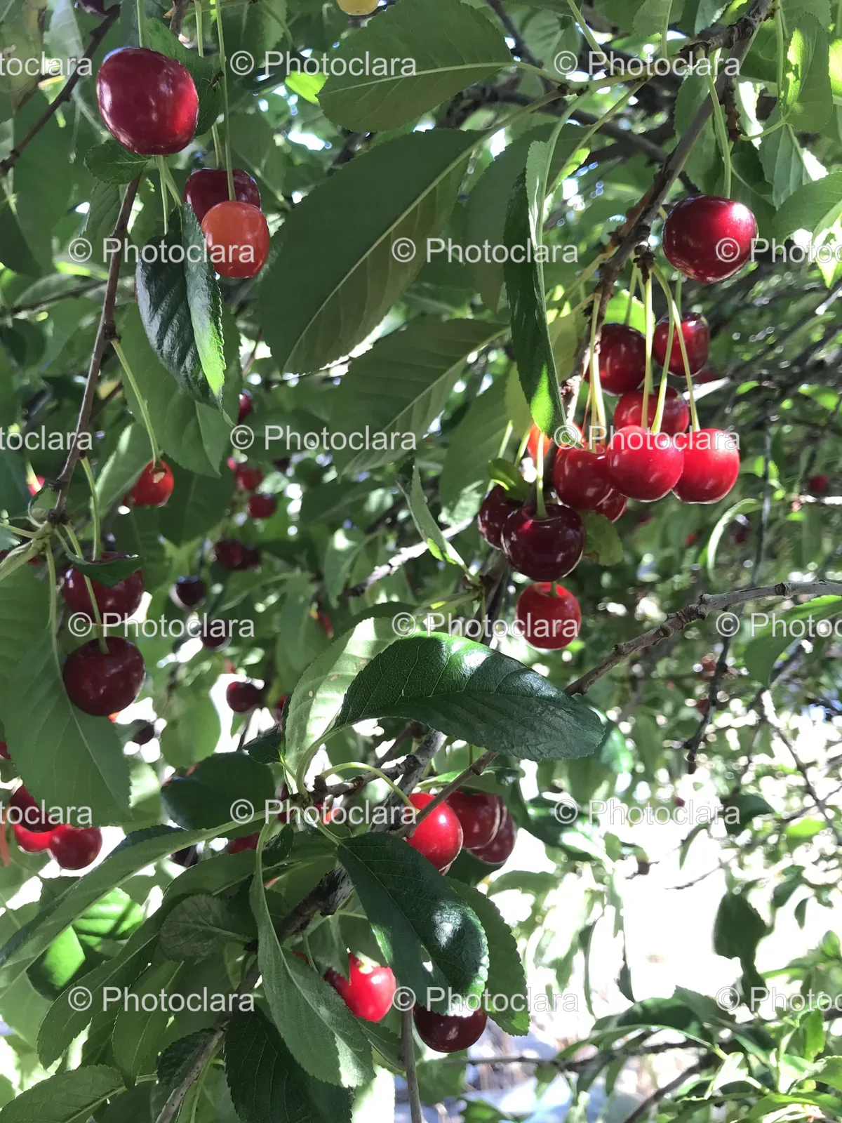 Cherried-Tree-in-Bloom.jpg