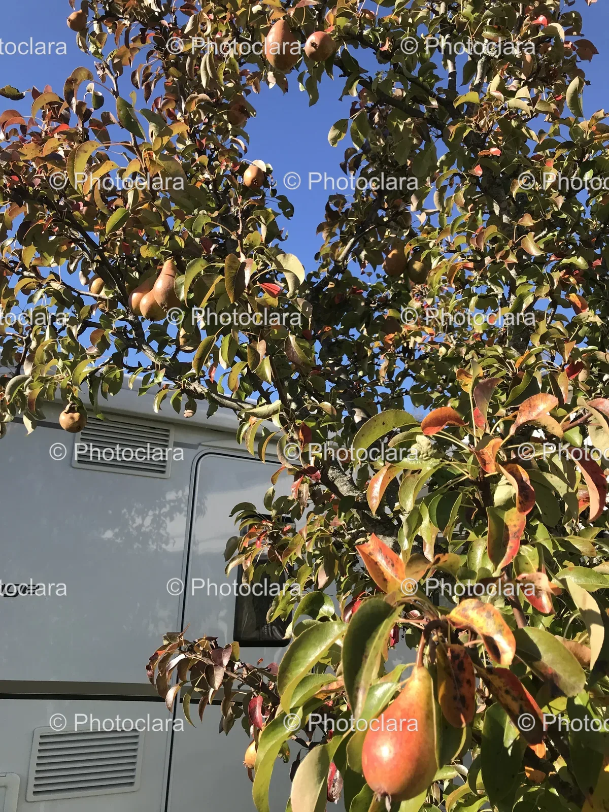 lush-tree-with-fruits.jpg