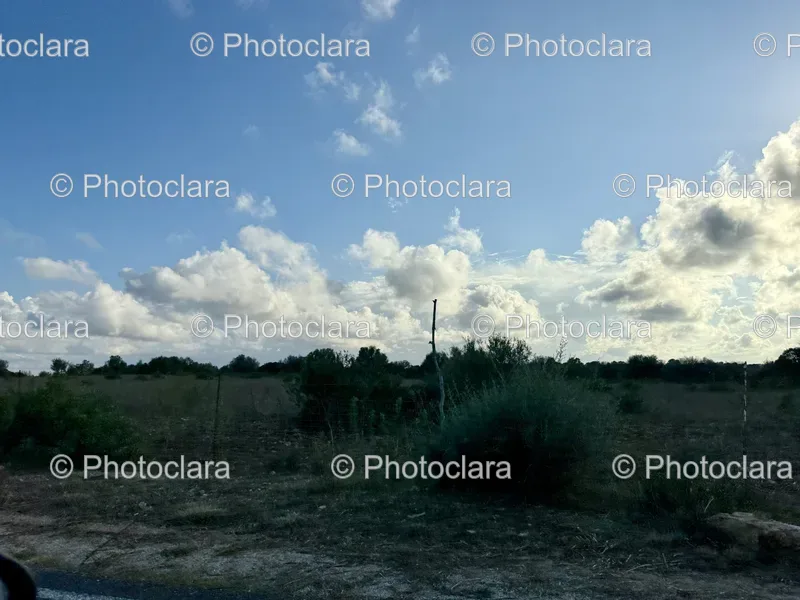 Green Foliage Landscape