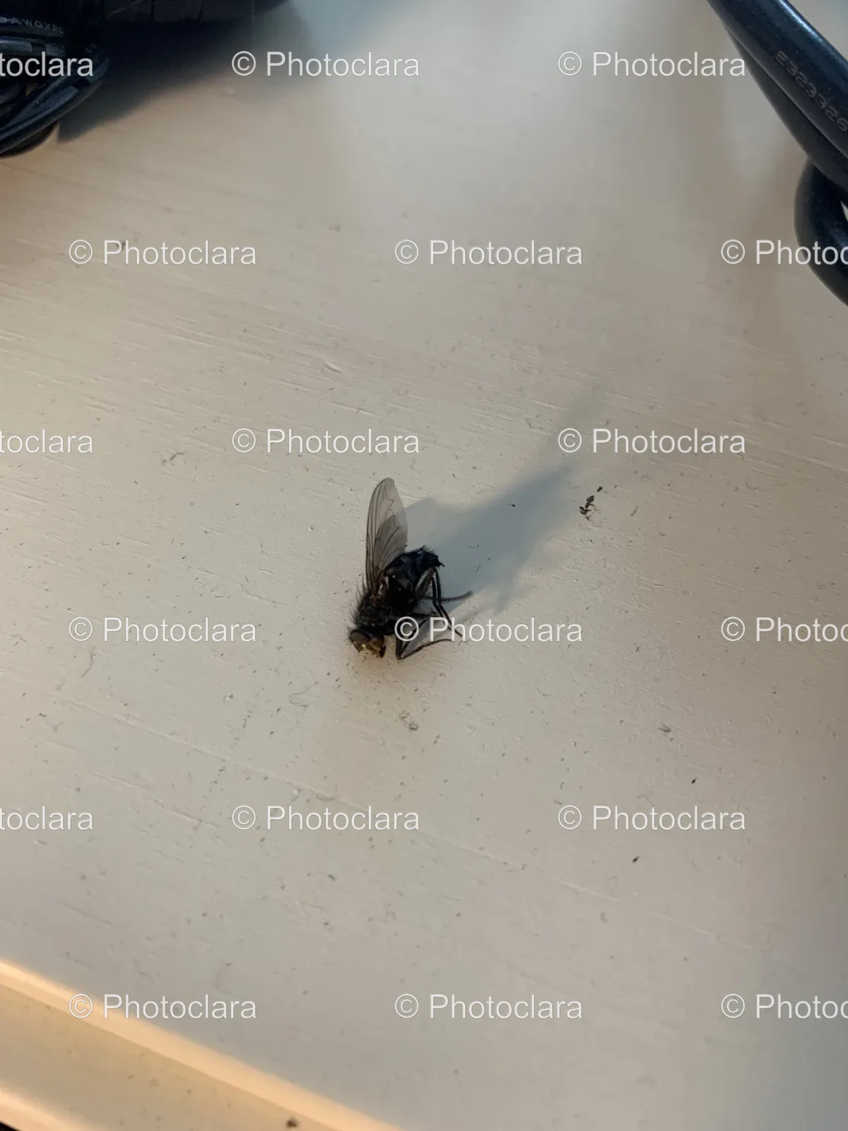 Fly-on-a-Table.jpg