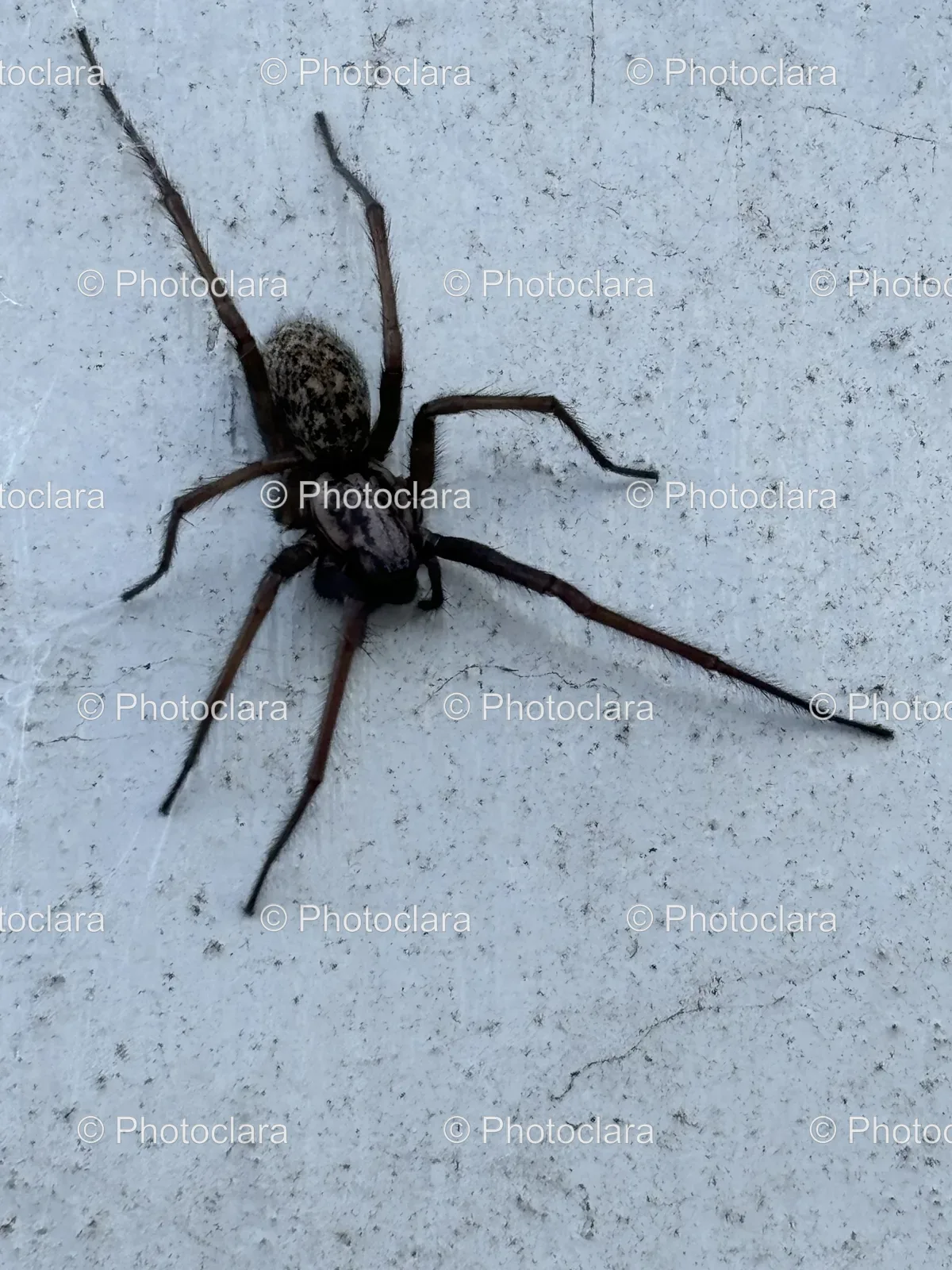Spider-on-Wall.jpg