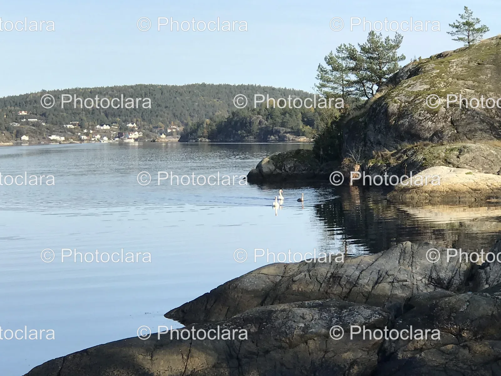 birds-swimming-in-a-scenic-lake.jpg