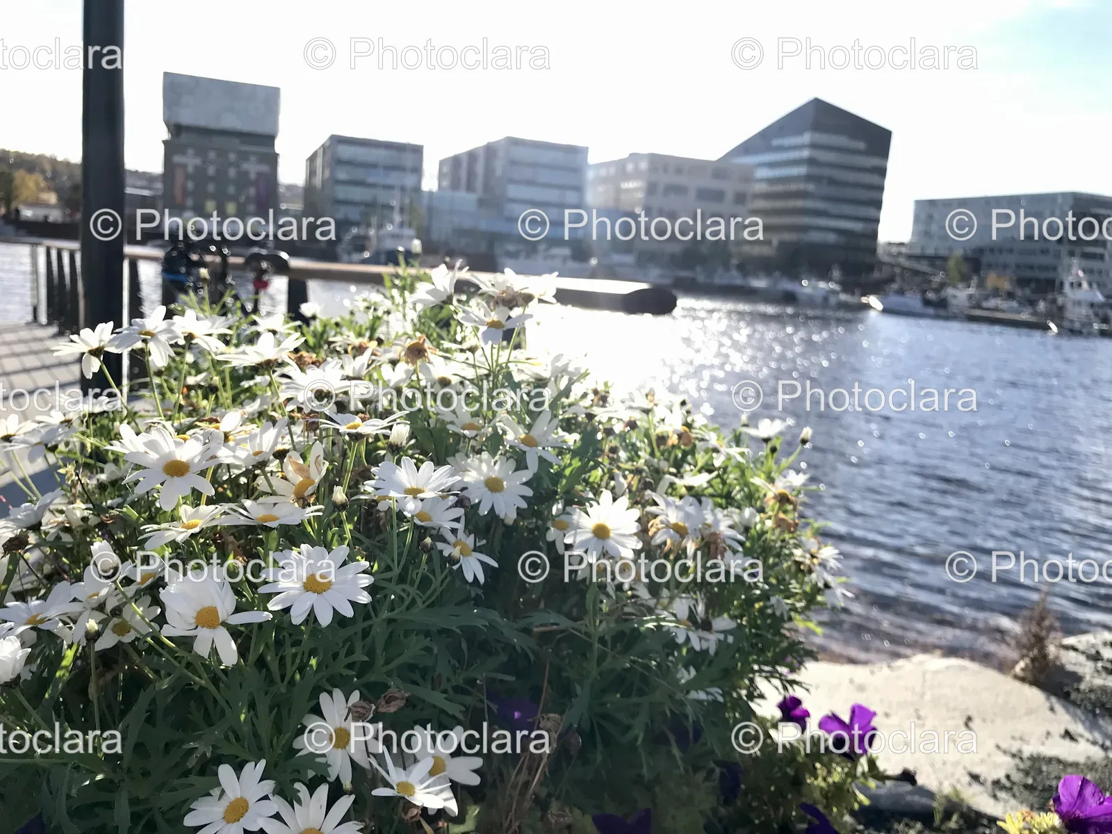 Flowers-by-the-Water.jpg