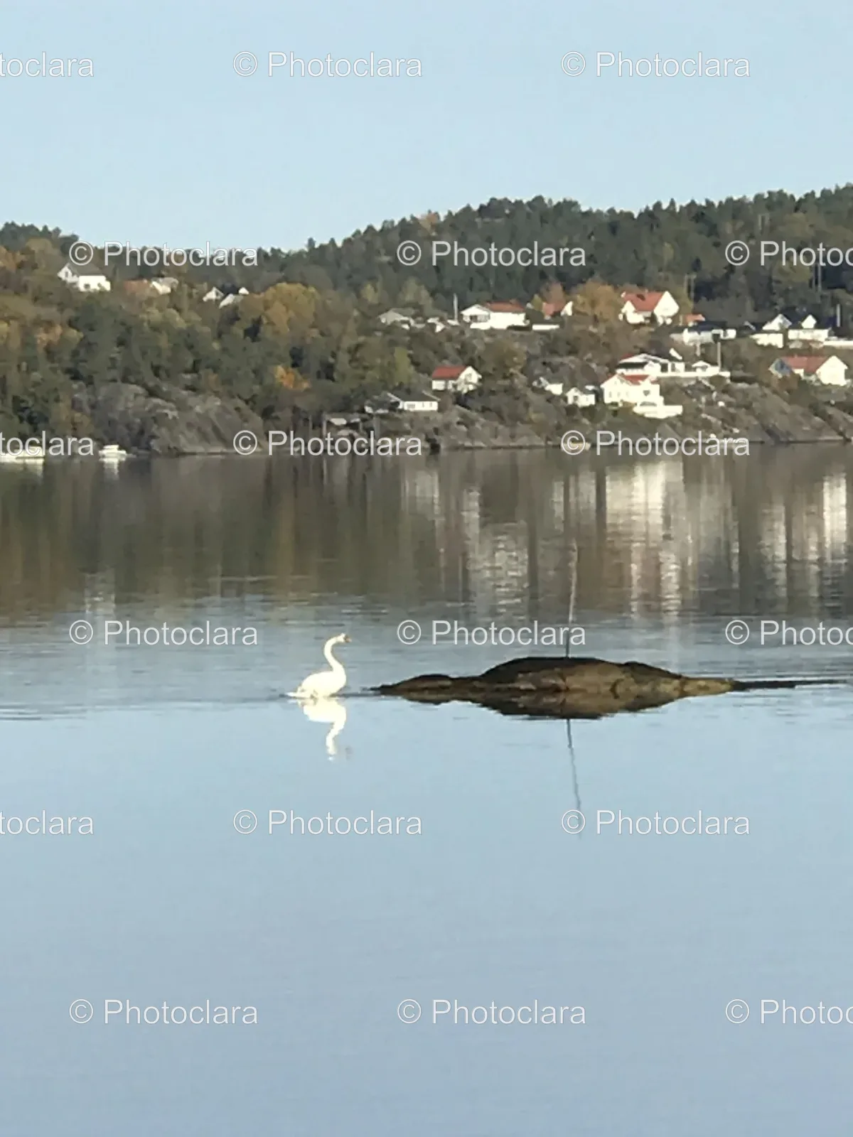 Graceful-Swan-Serene-Lake.jpg