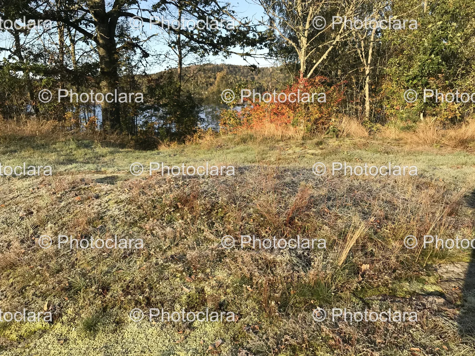Grassy-Area-with-Trees-and-Lake.jpg