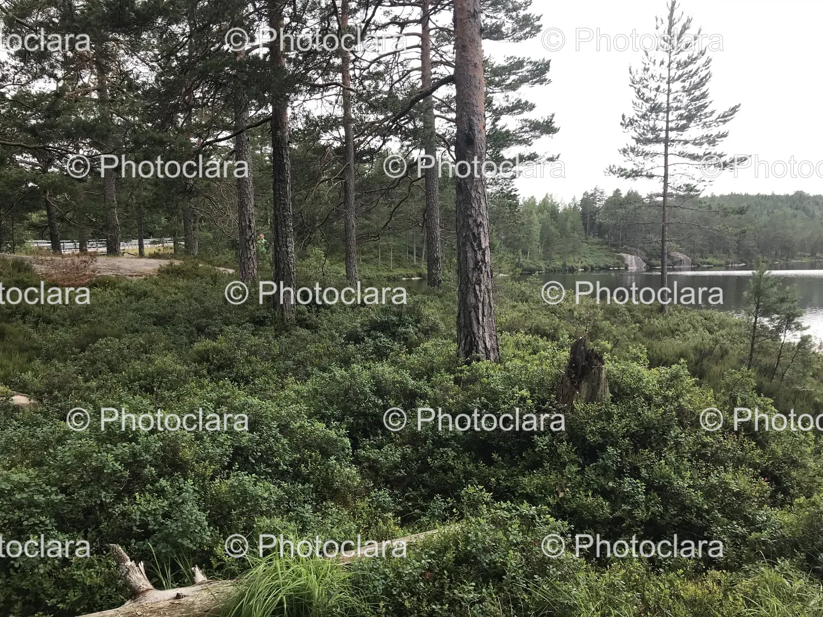 Serene-Forest-and-Lake-View.jpg