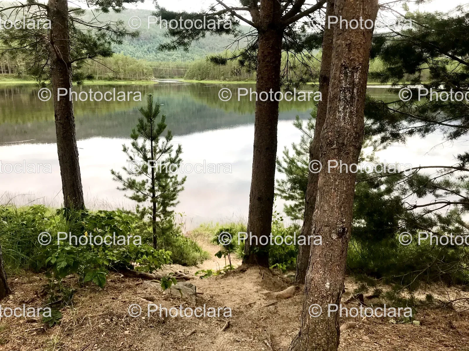 Serene-Lakeside-Lush-Greenery.jpg