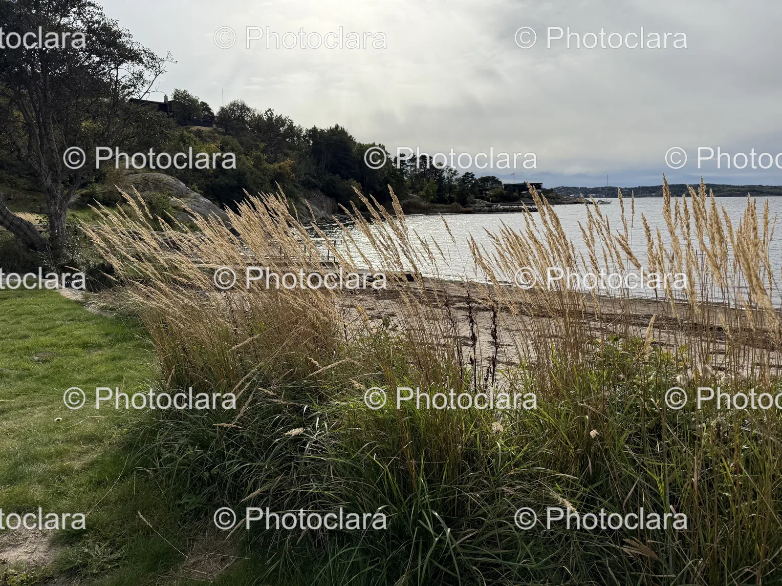 serene-lakeside-with-grass.jpg