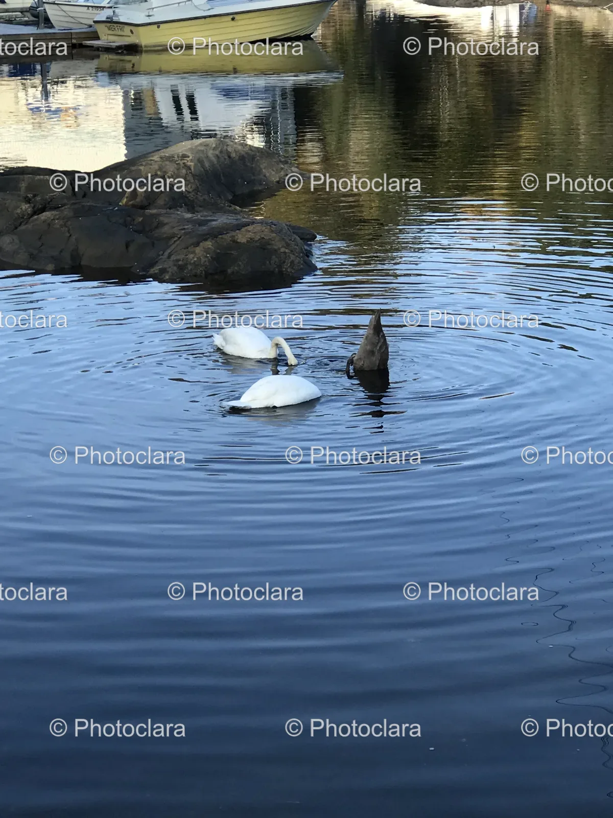 Serene-Swans-on-Tranquil-Lake.jpg