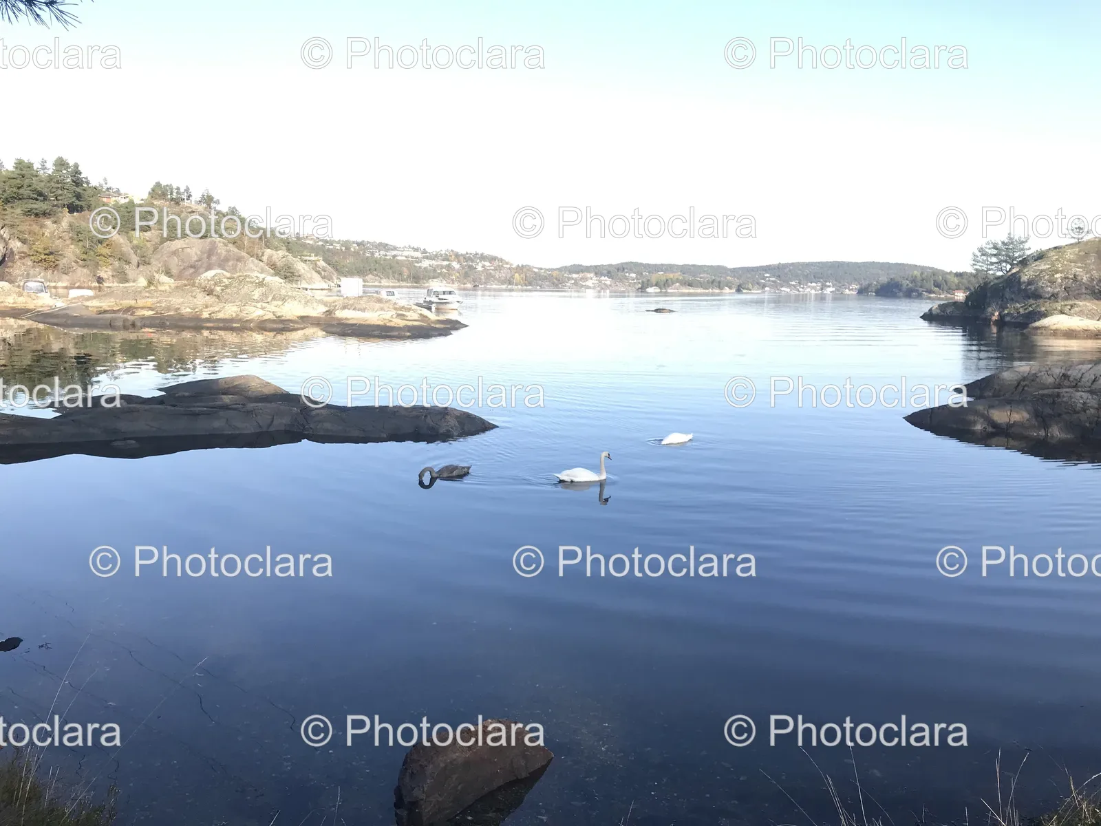 swans-gracefully-gliding-on-serene-lake.jpg