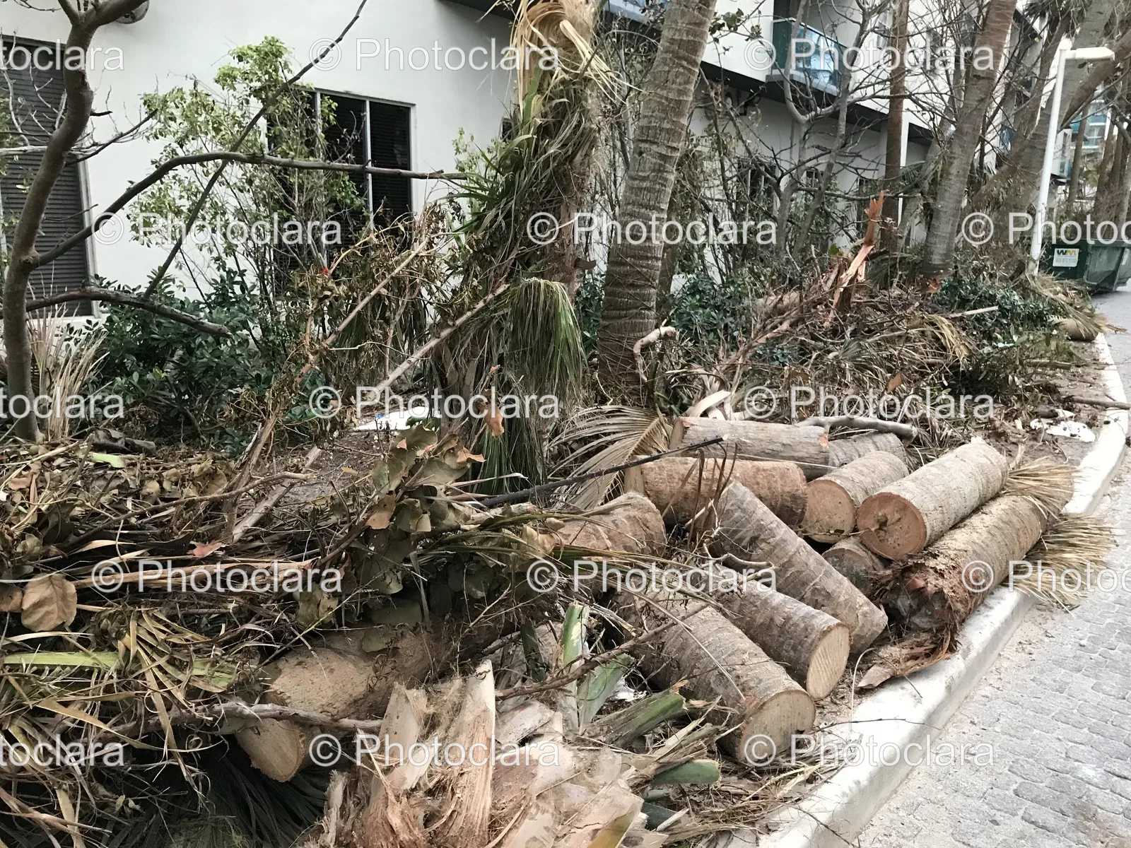 cut-trees-and-bushes-pile.jpg