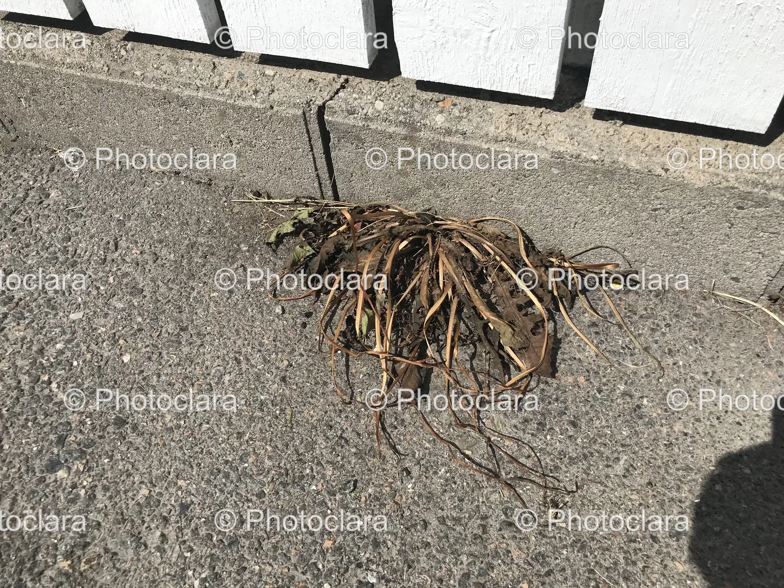 pile-of-roots-on-the-ground.jpg