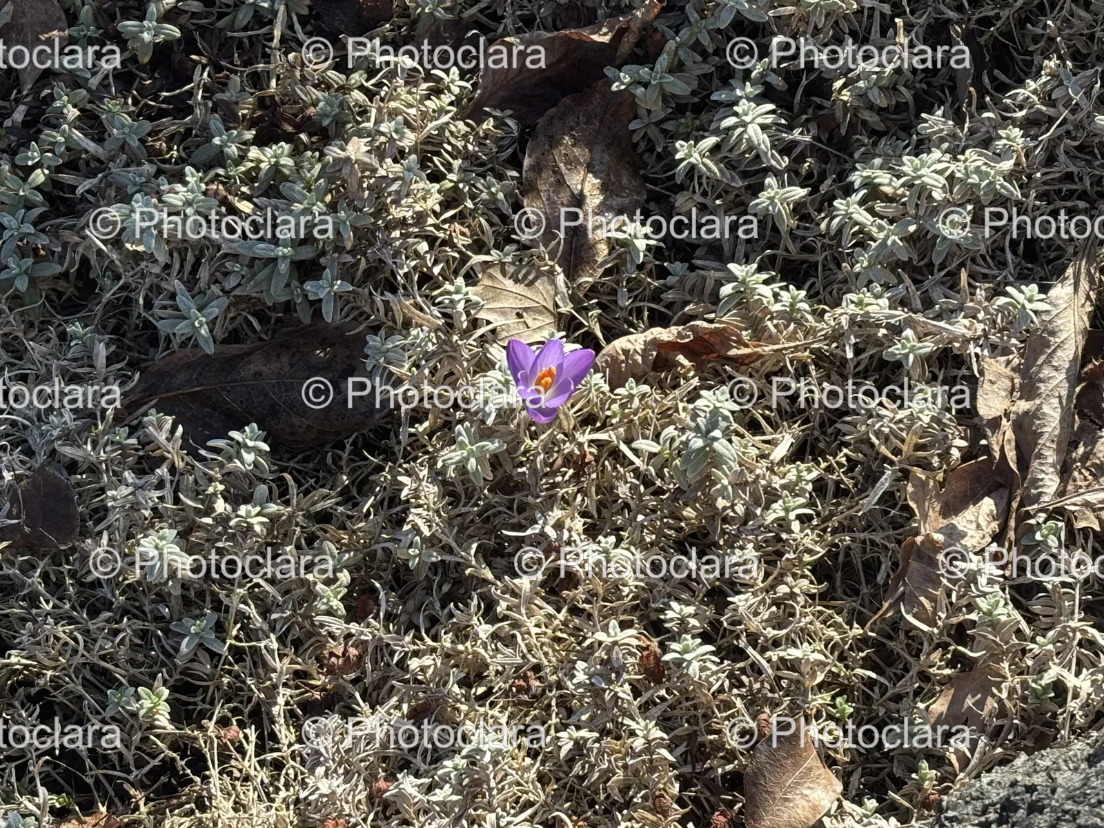 Purple-Flower-Amidst-Dry-Grass.jpg