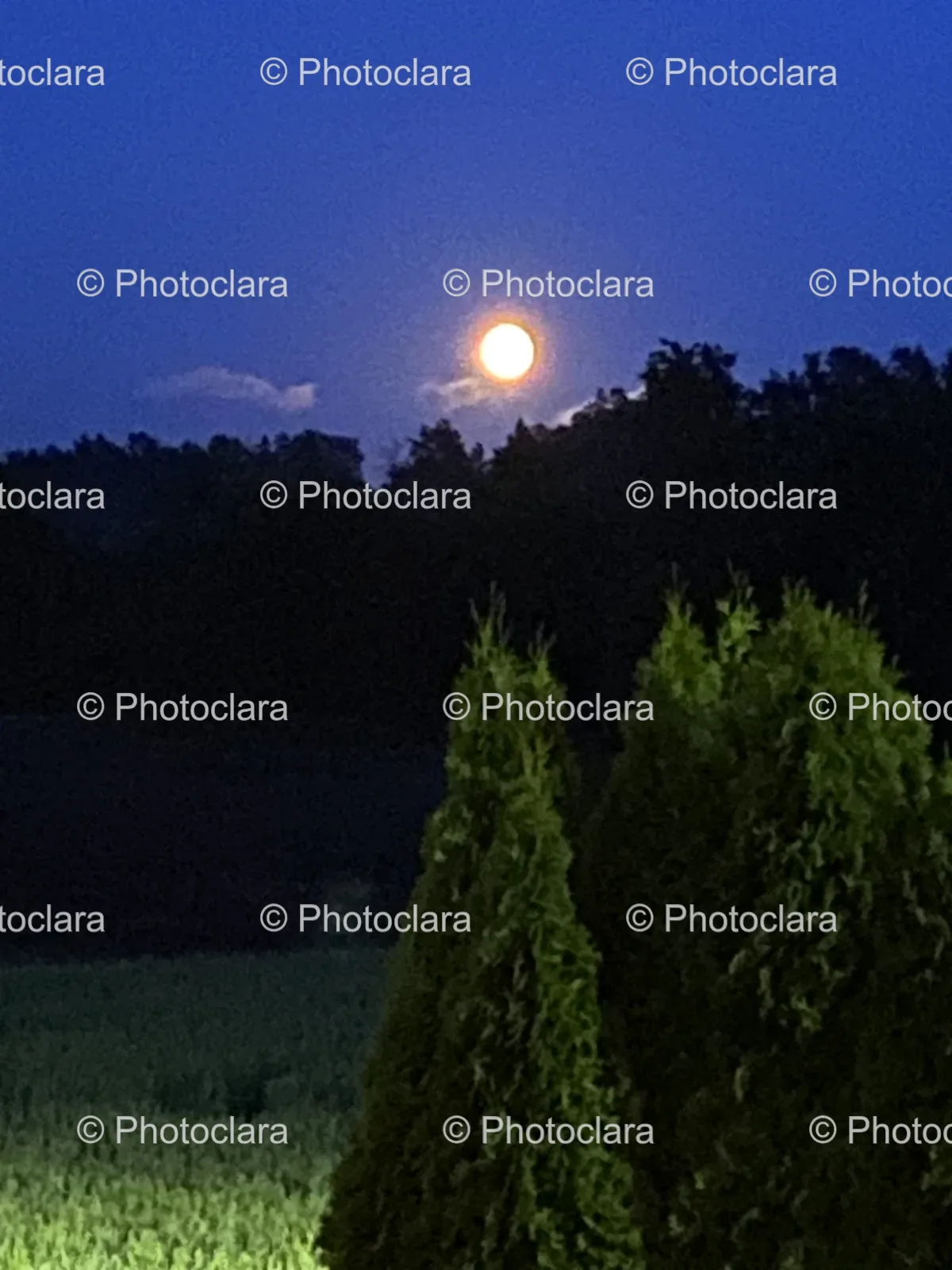 Moon-Over-Trees-at-Night.jpg