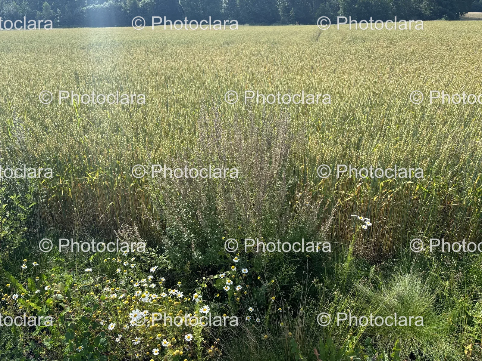 Blooming-Field-of-Flowers.jpg