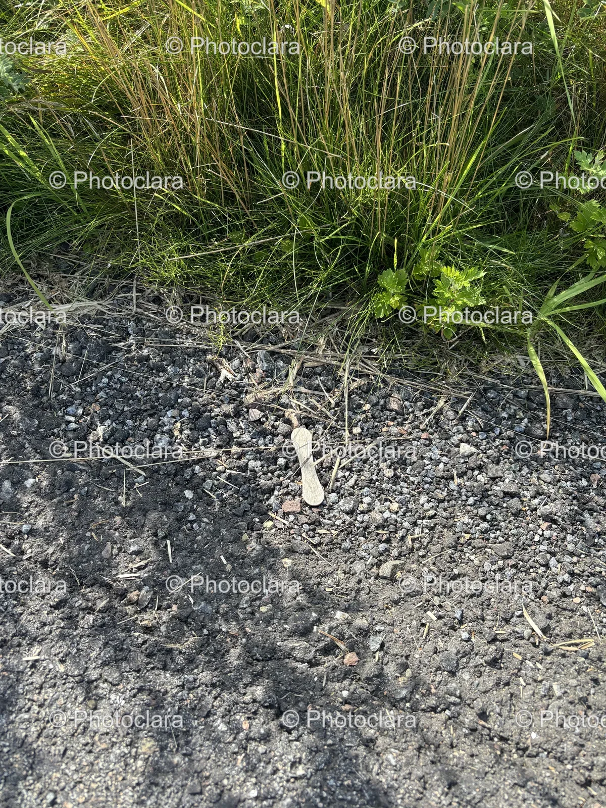 Bone-on-Gravel-Ground.jpg