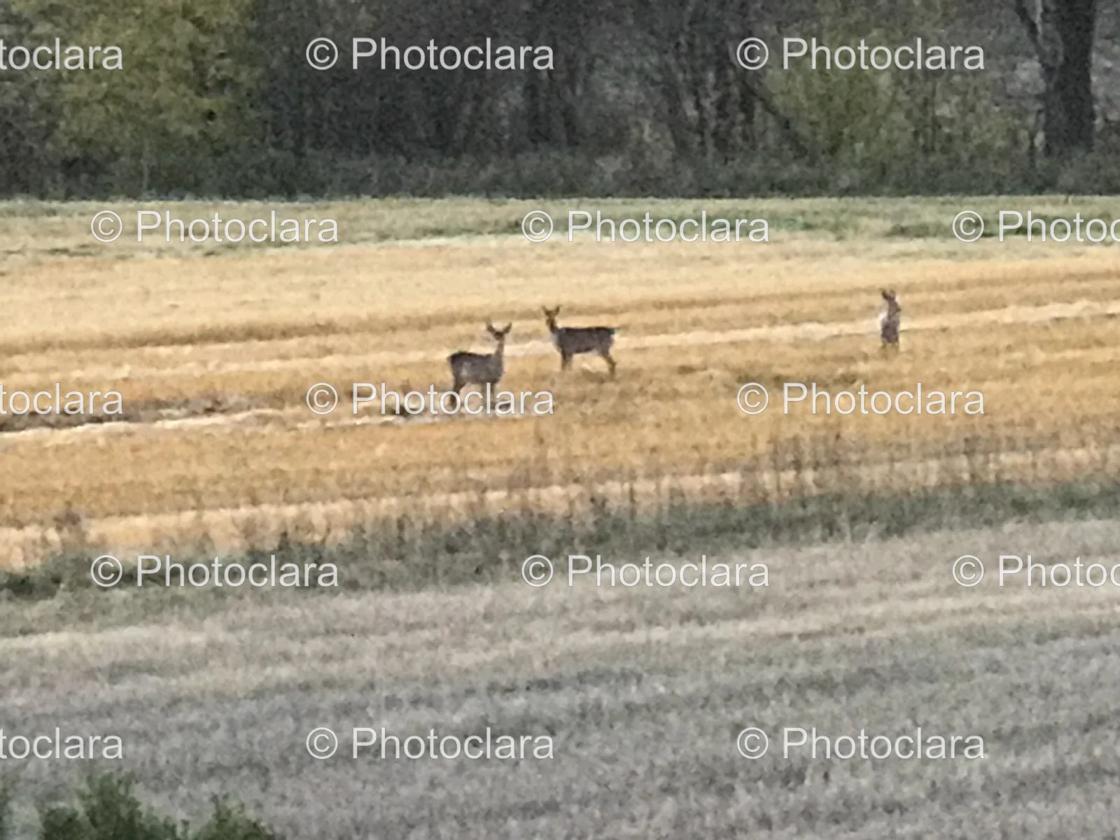 grazing-deer-herd-in-open-field.jpg