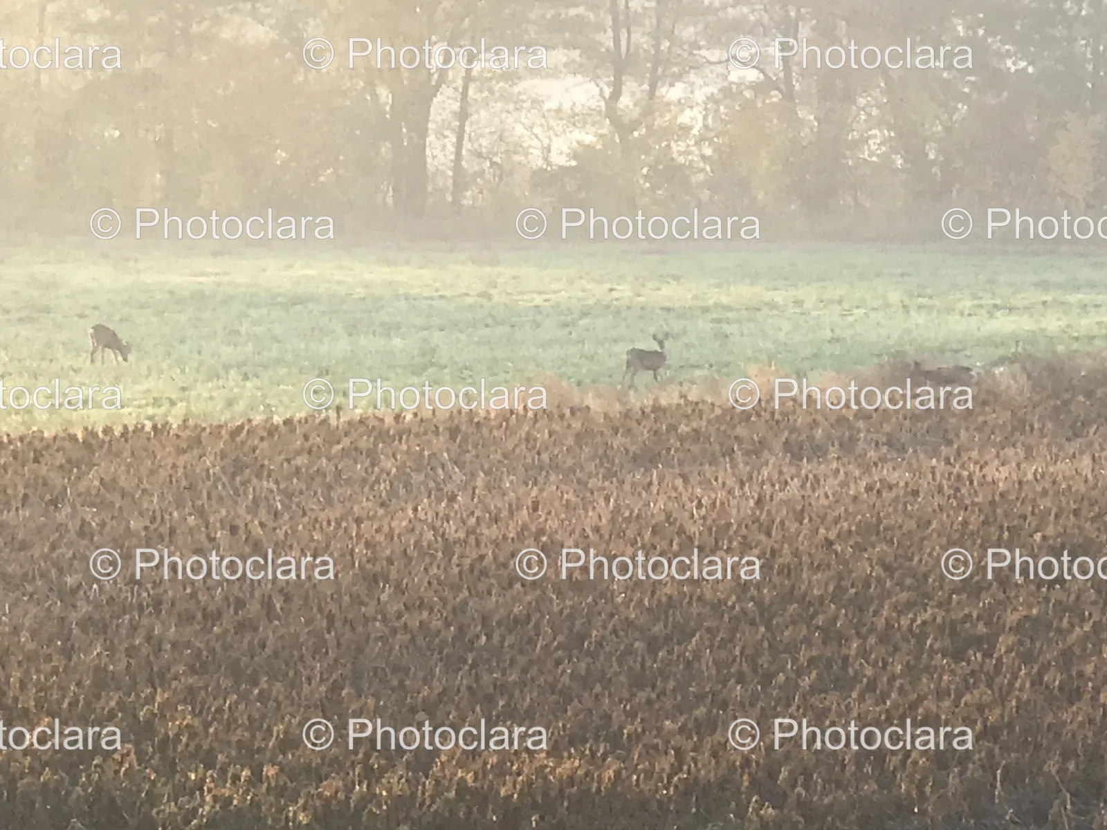 Majestic-Deer-in-Misty-Field.jpg