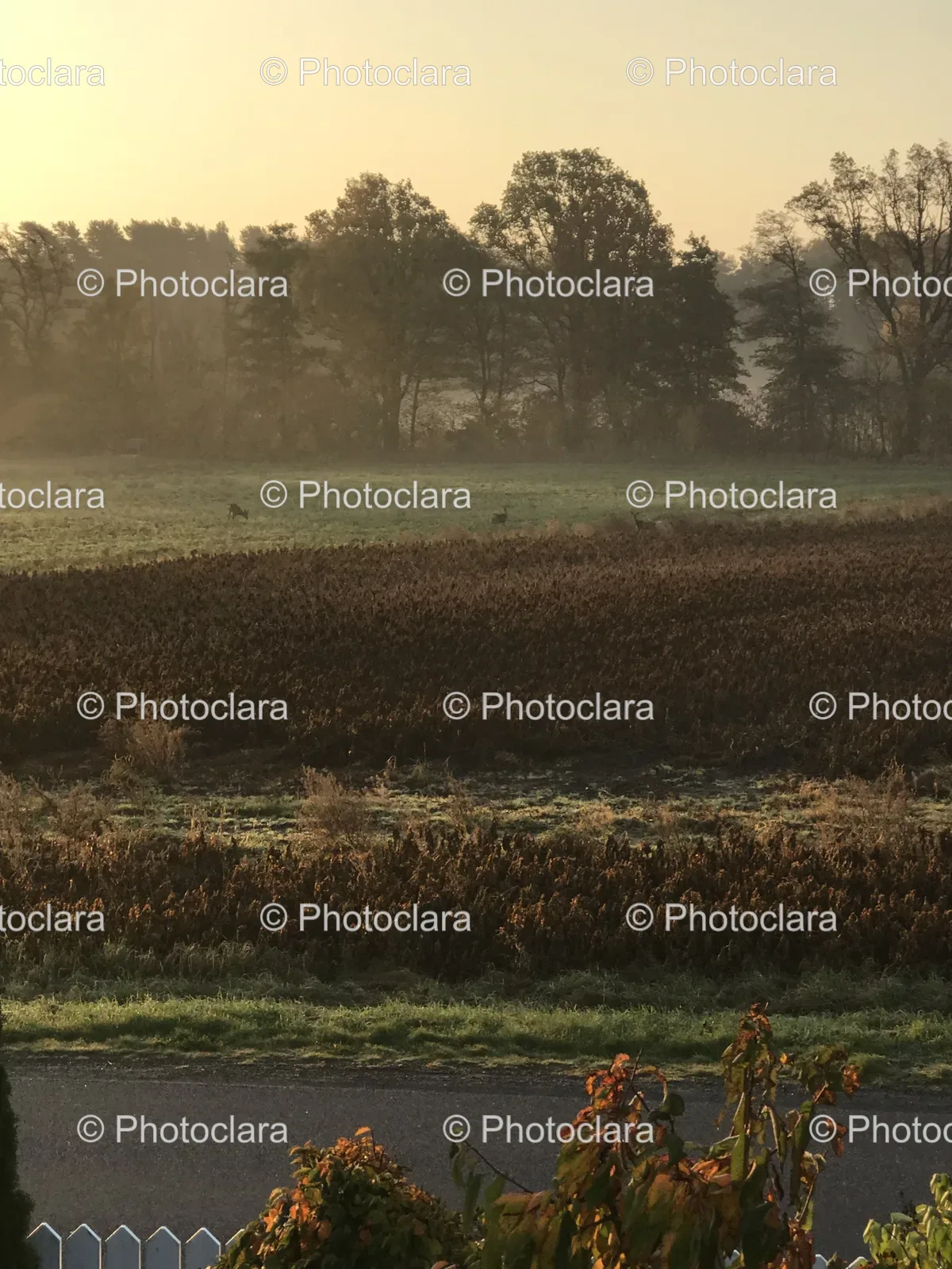 serene-autumn-field.jpg