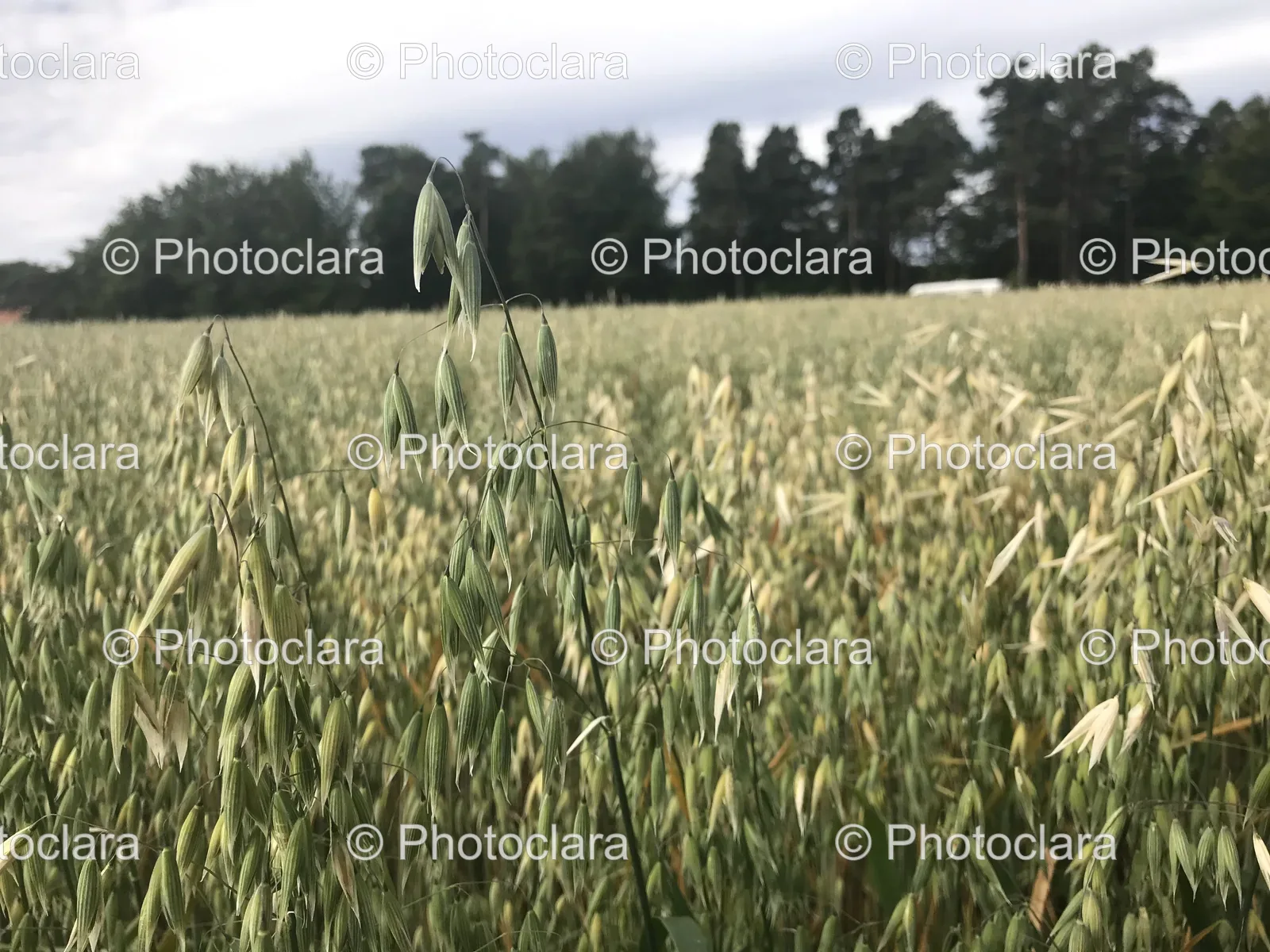 Serene-Oat-Field-Under-Open-Sky.jpg