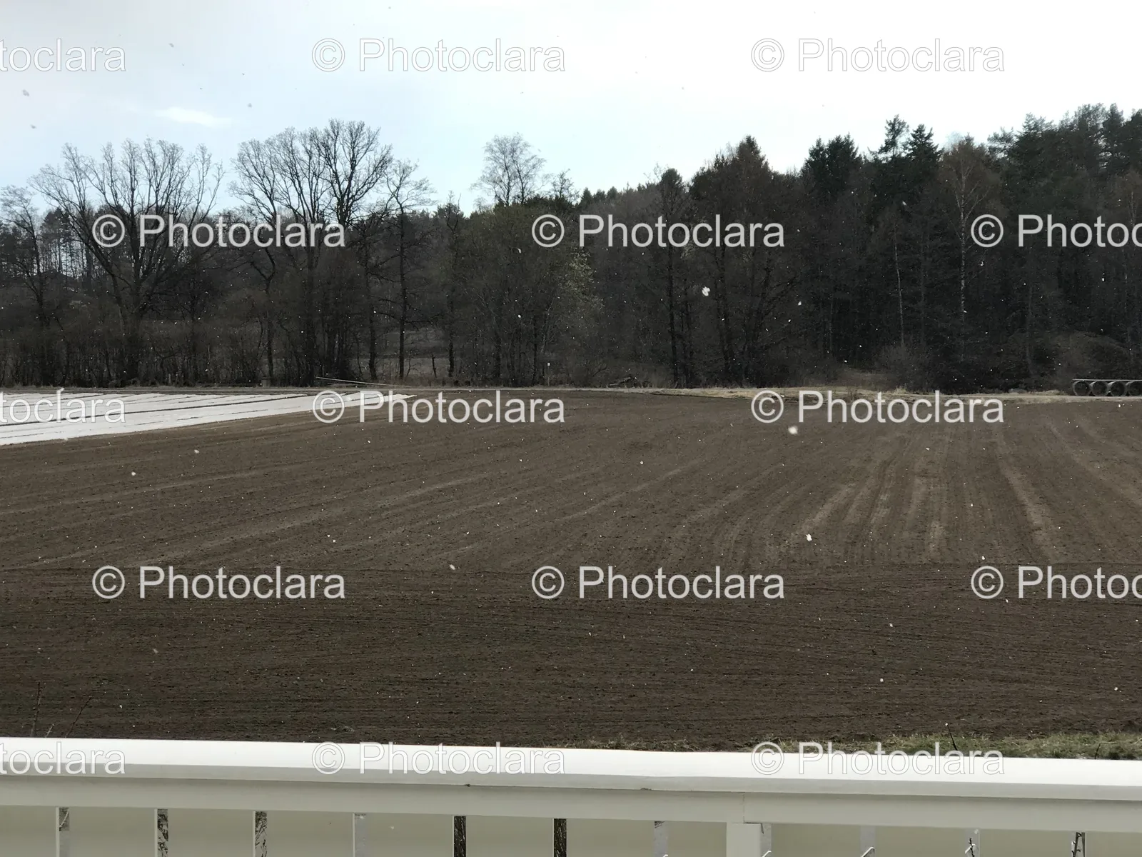 Serene-Open-Field-with-Trees.jpg