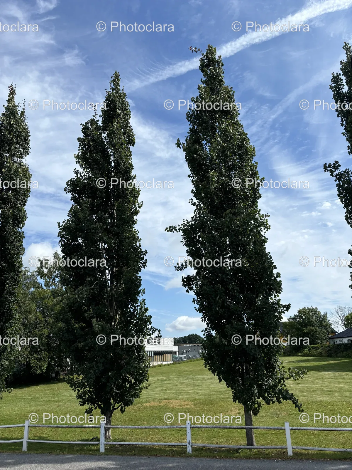 tall-trees-in-grassy-field.jpg