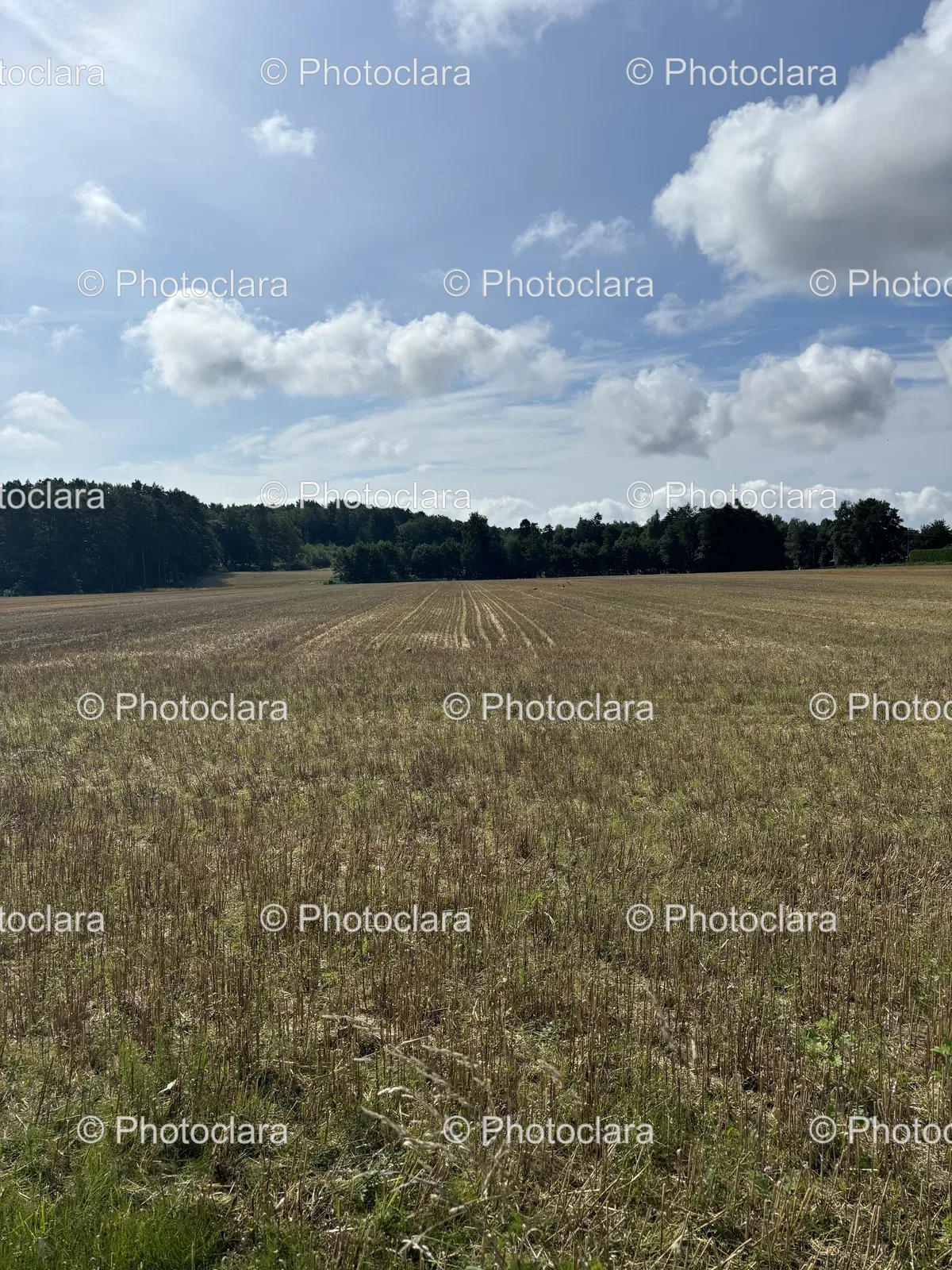 tranquil-field-with-trees.jpg