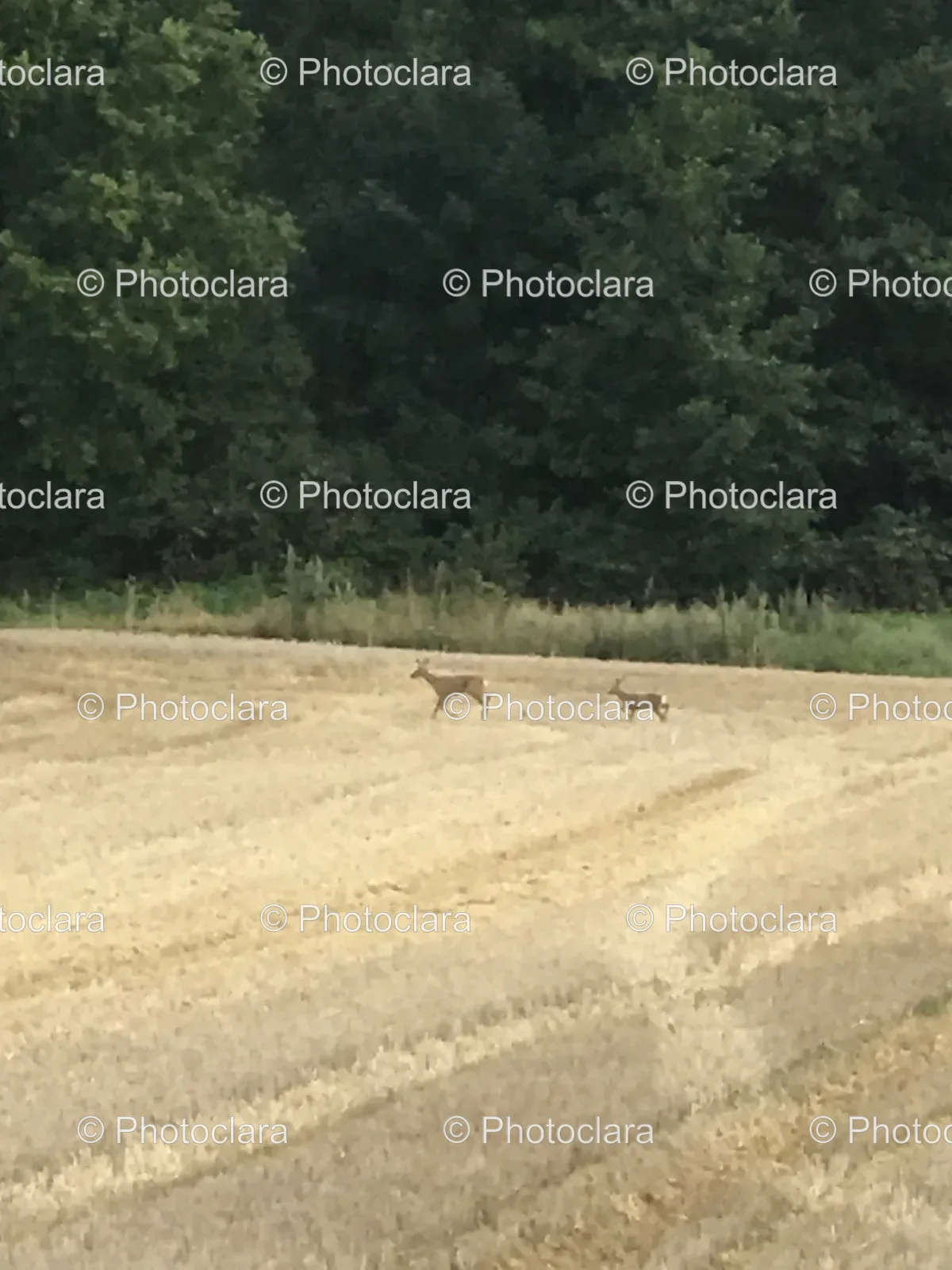 two-deer-running-in-field.jpg