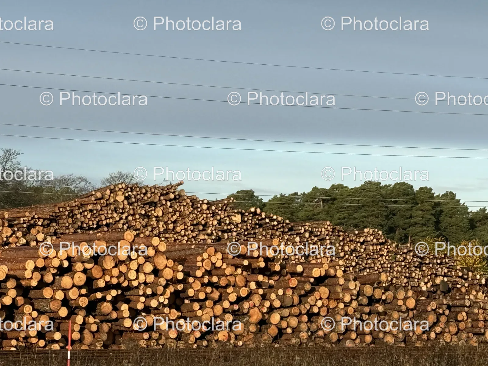 Beautiful-Pile-of-Logs-Under-Blue-Sky.jpg