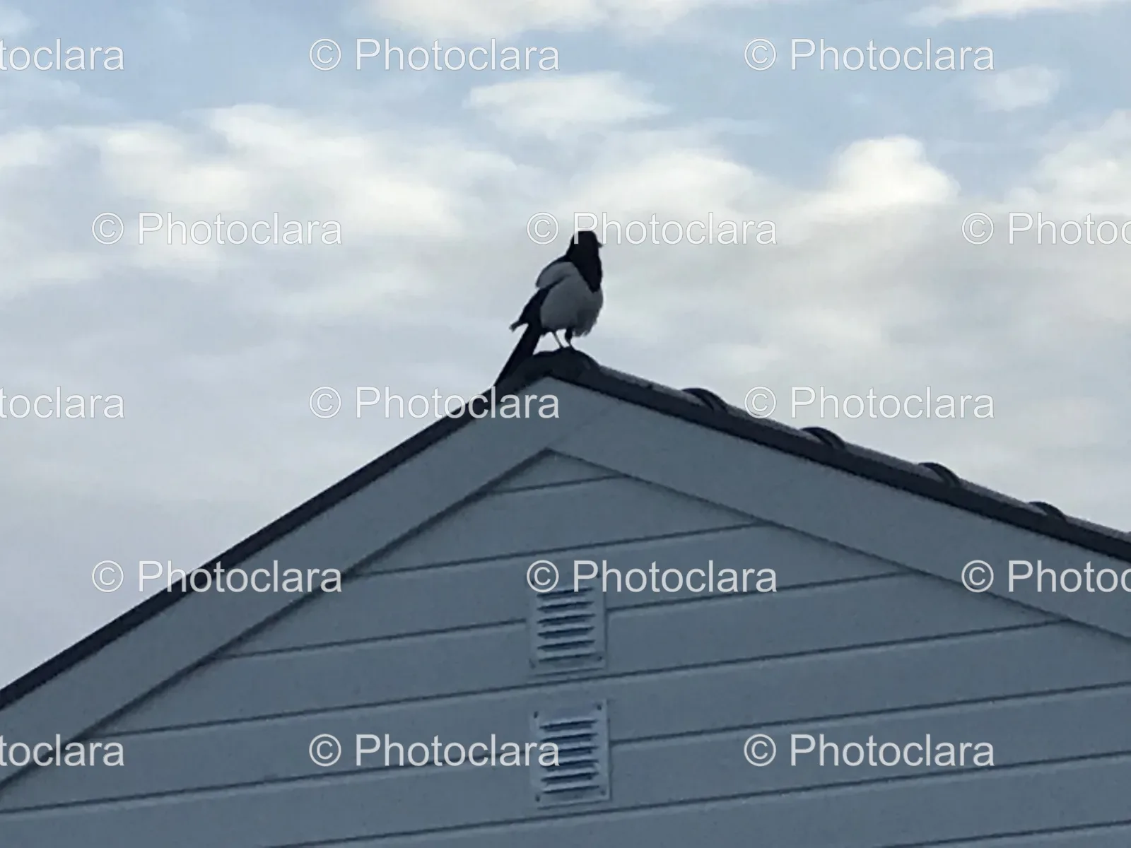 bird-perched-on-building-top.jpg