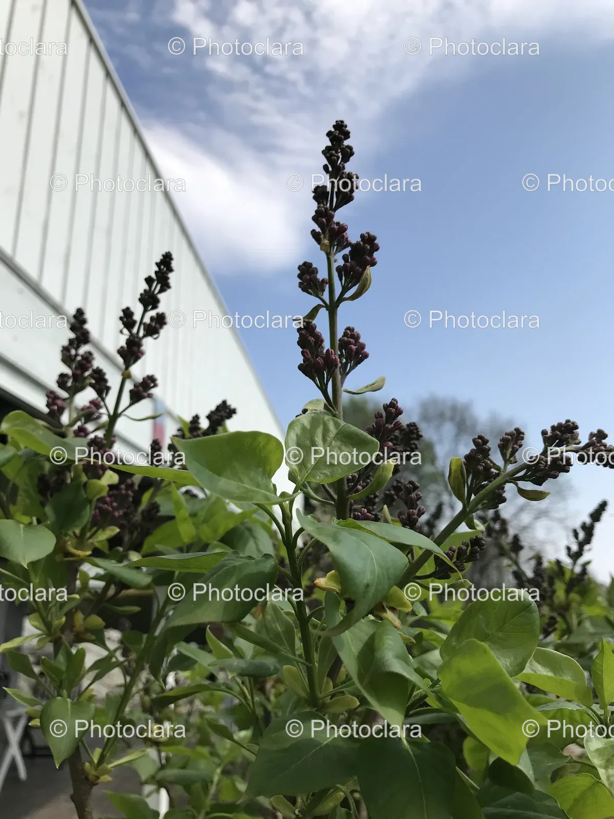 Close-Up-of-a-Green-Plant.jpg