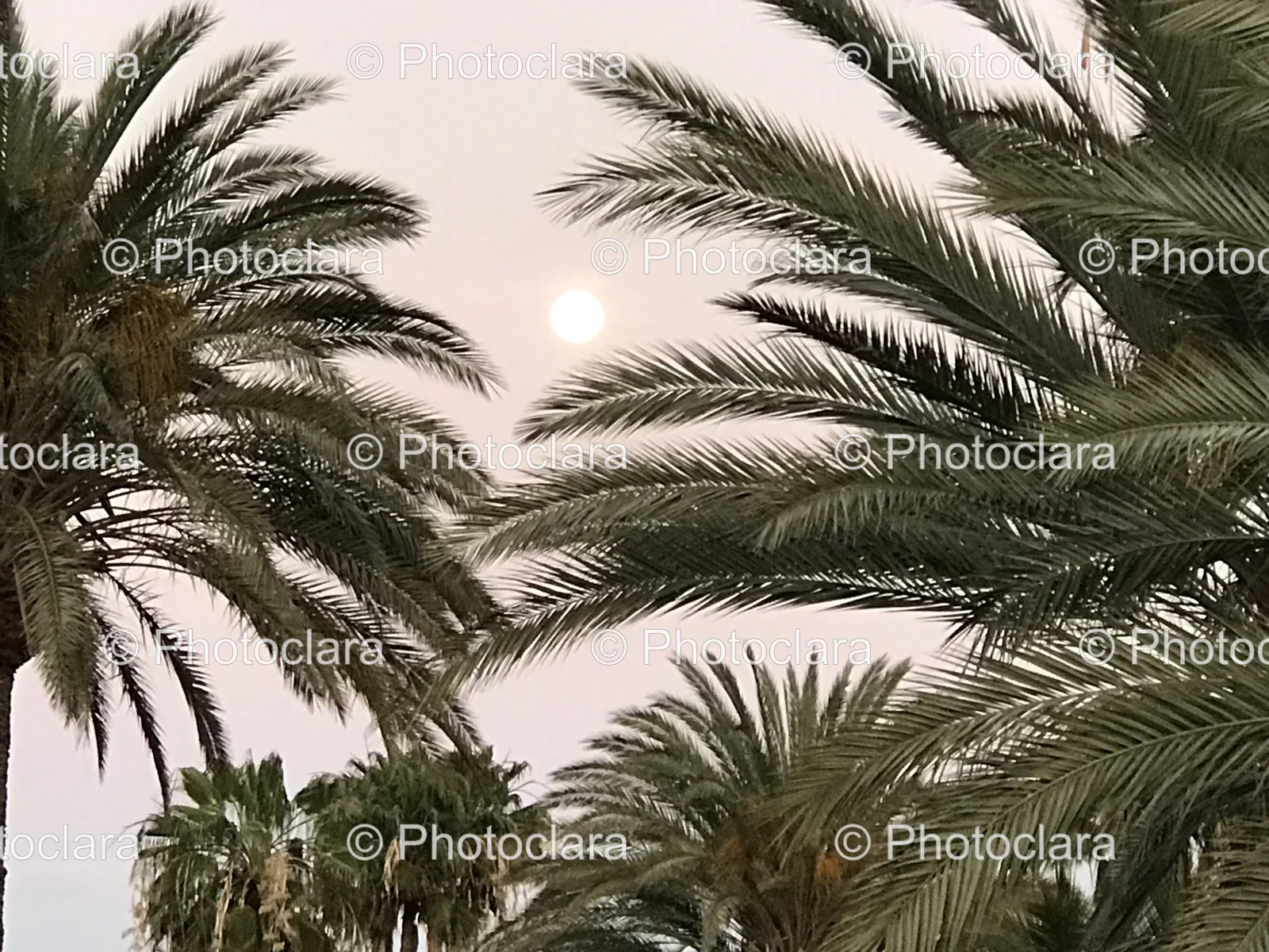 Palm-Trees-Moon-Background.jpg