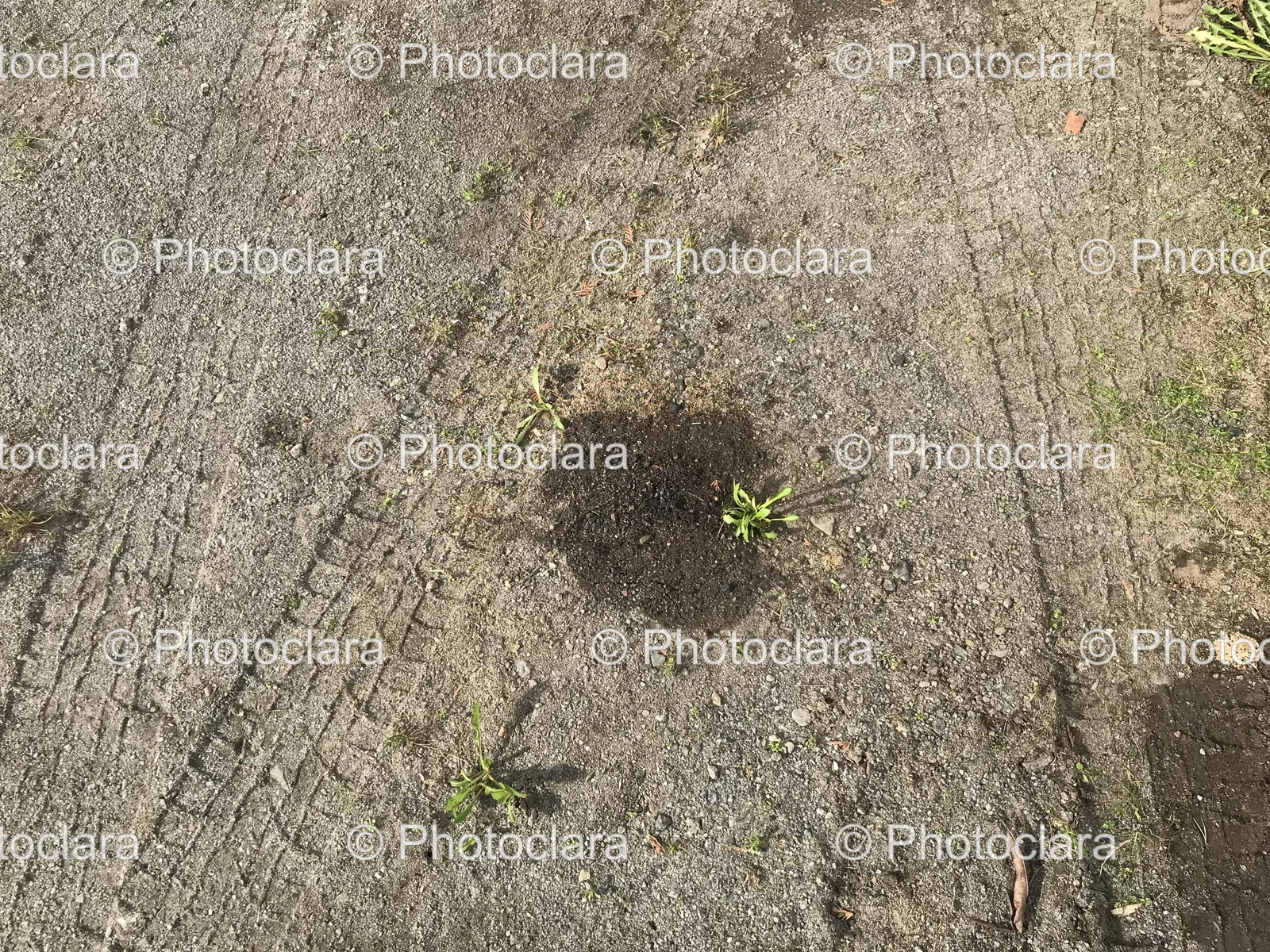 Small-Plants-Emerging-from-Dirt-Patch.jpg