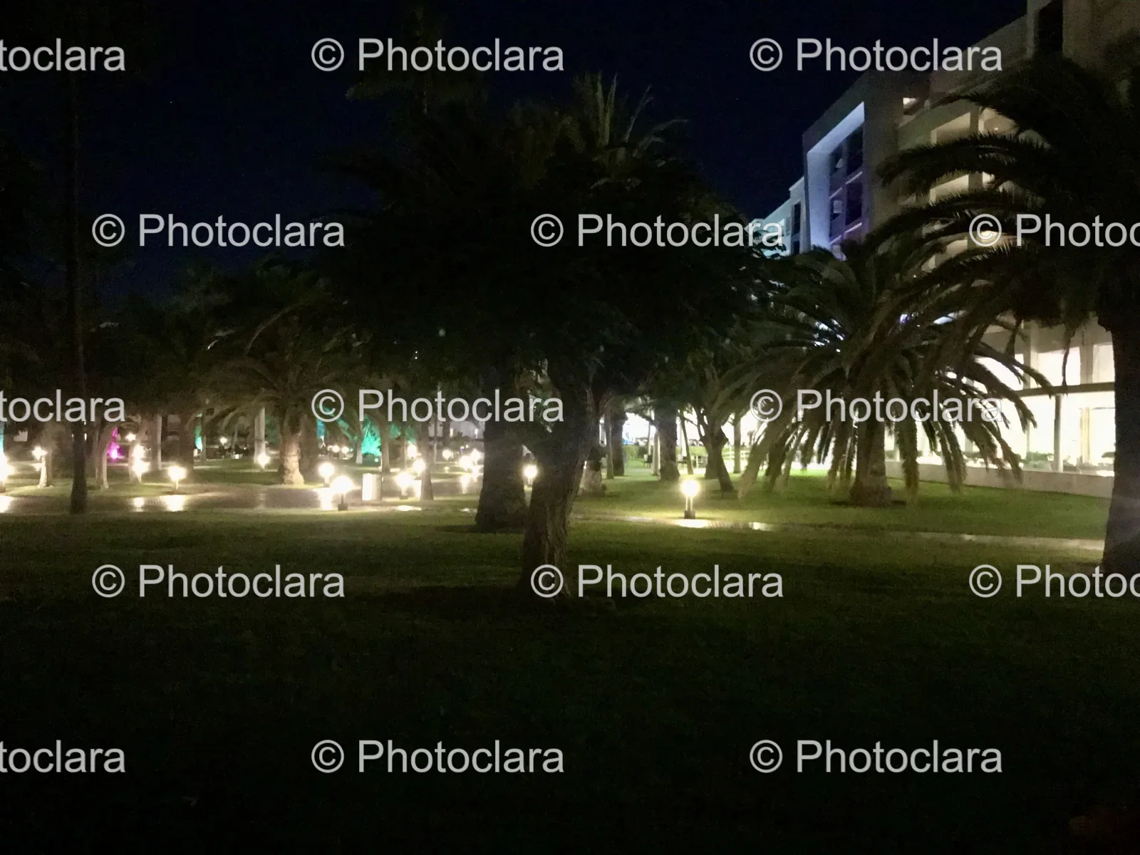 palm-trees-night-park.jpg