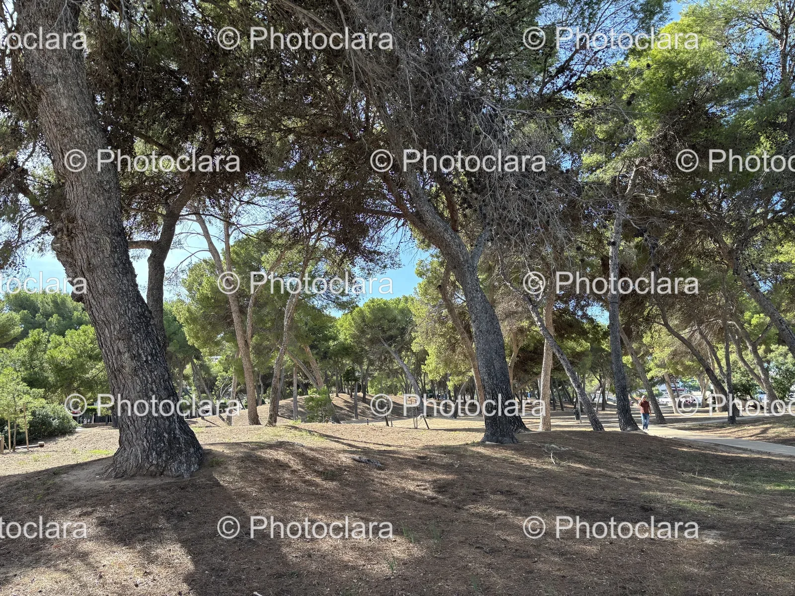 serene-park-with-lush-greenery.jpg