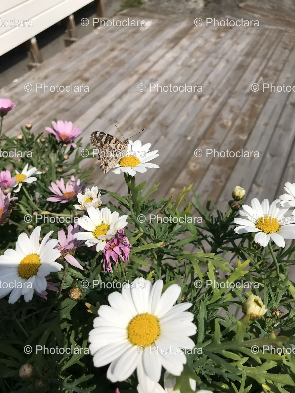 Butterfly-on-a-Daisy.jpg