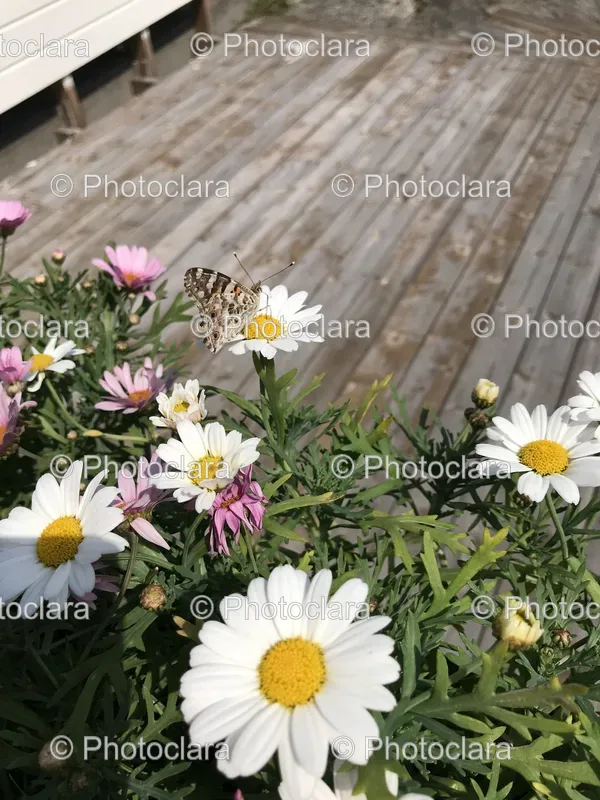 Porch and Garden